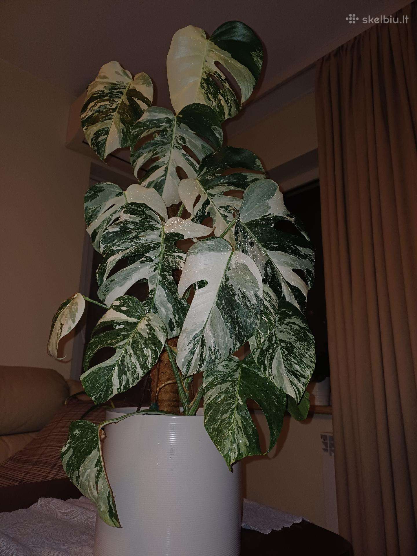 Monstera albo variegata