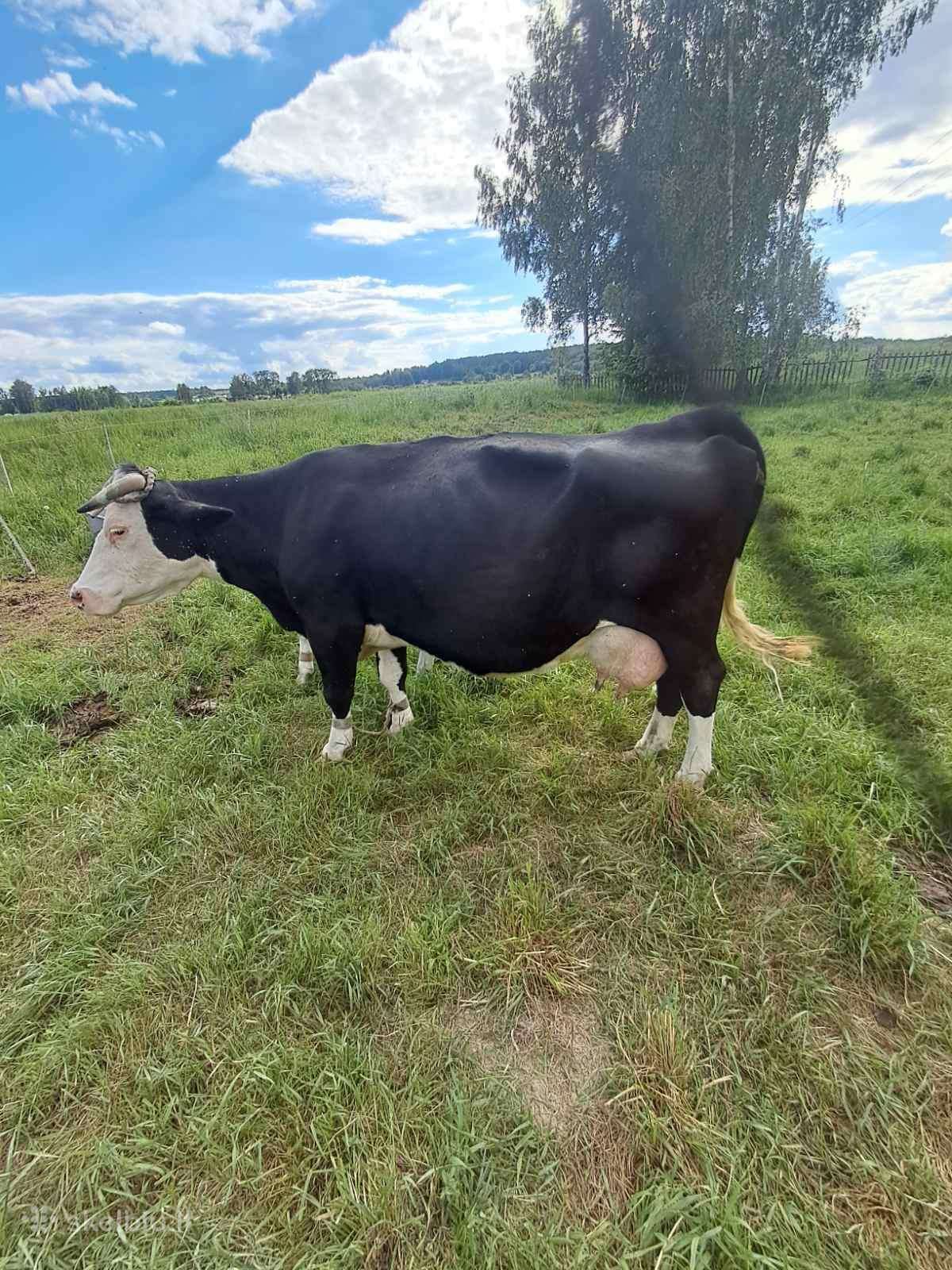 8 veršelių