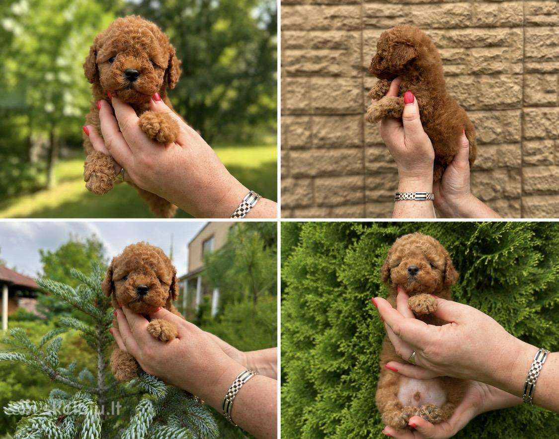 Azijos teacup pudeliuke