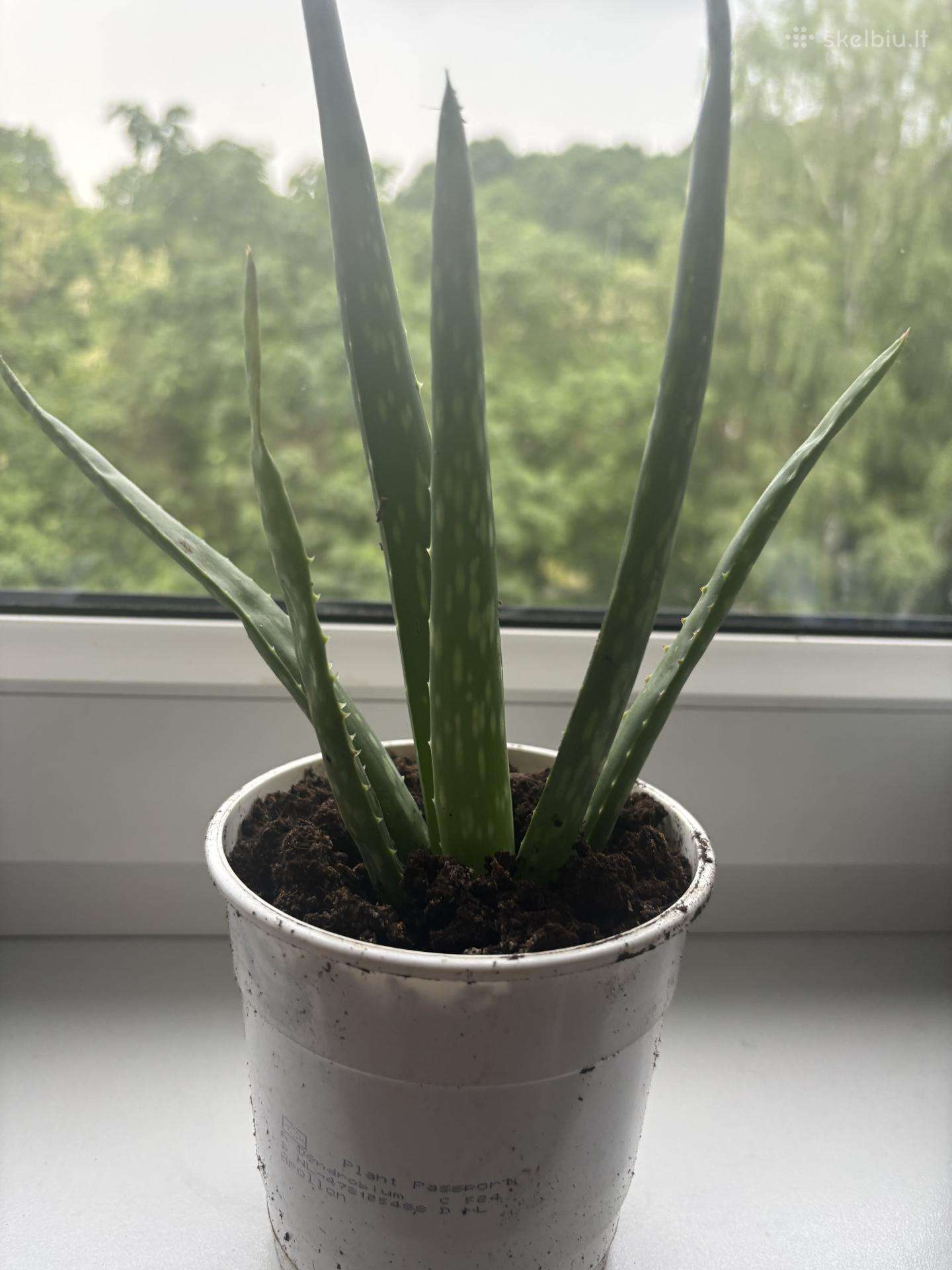 Aloe vera alijošius, alavijas