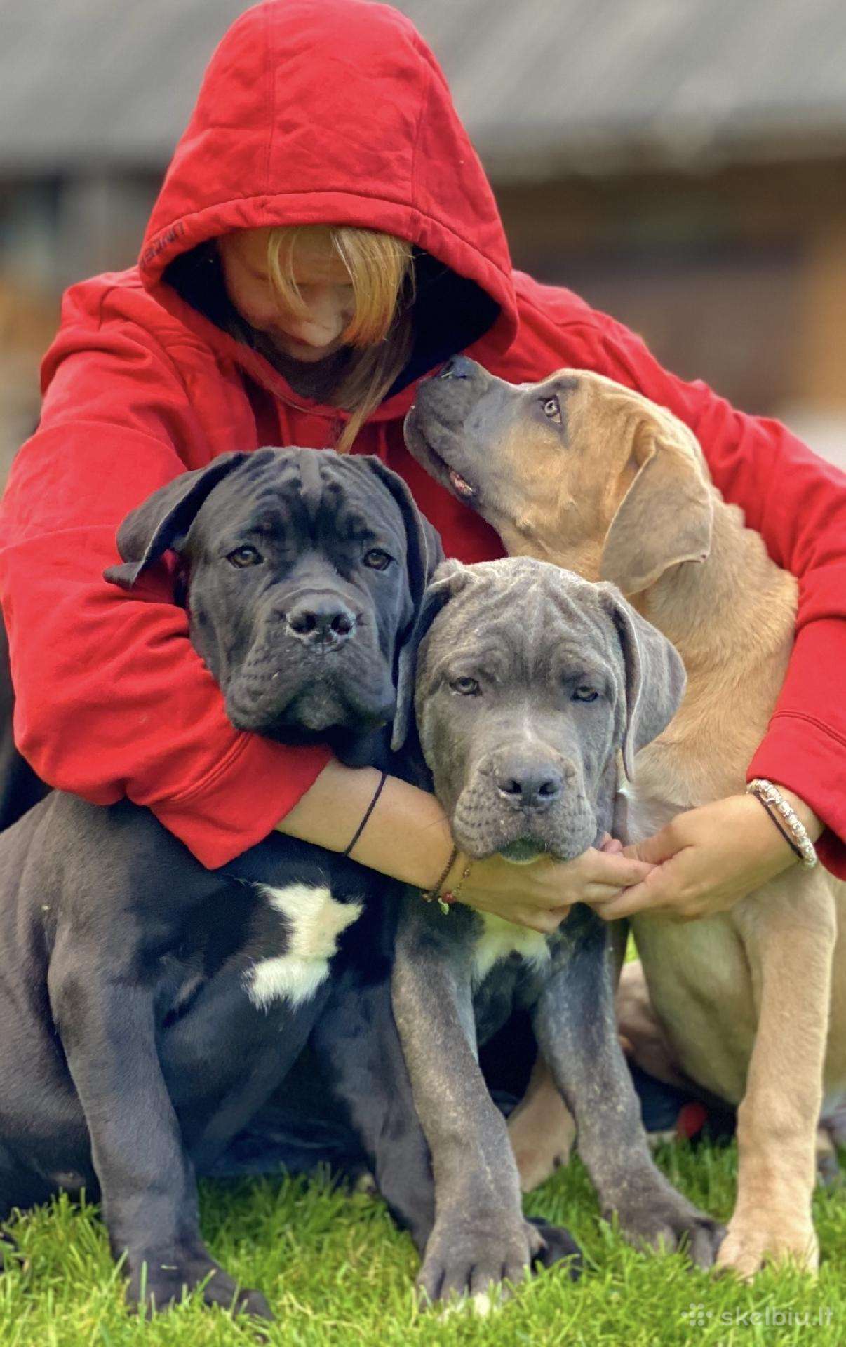 Cane Corso šuniukai