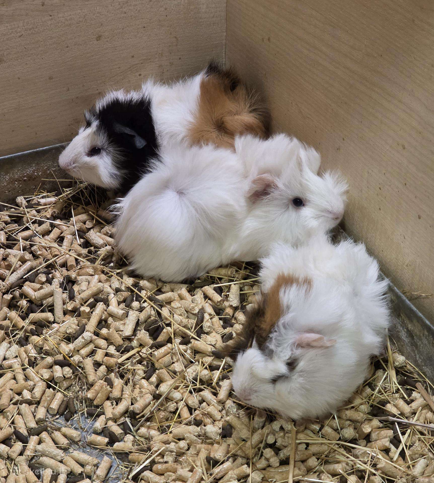 Jūrų kiaulytės