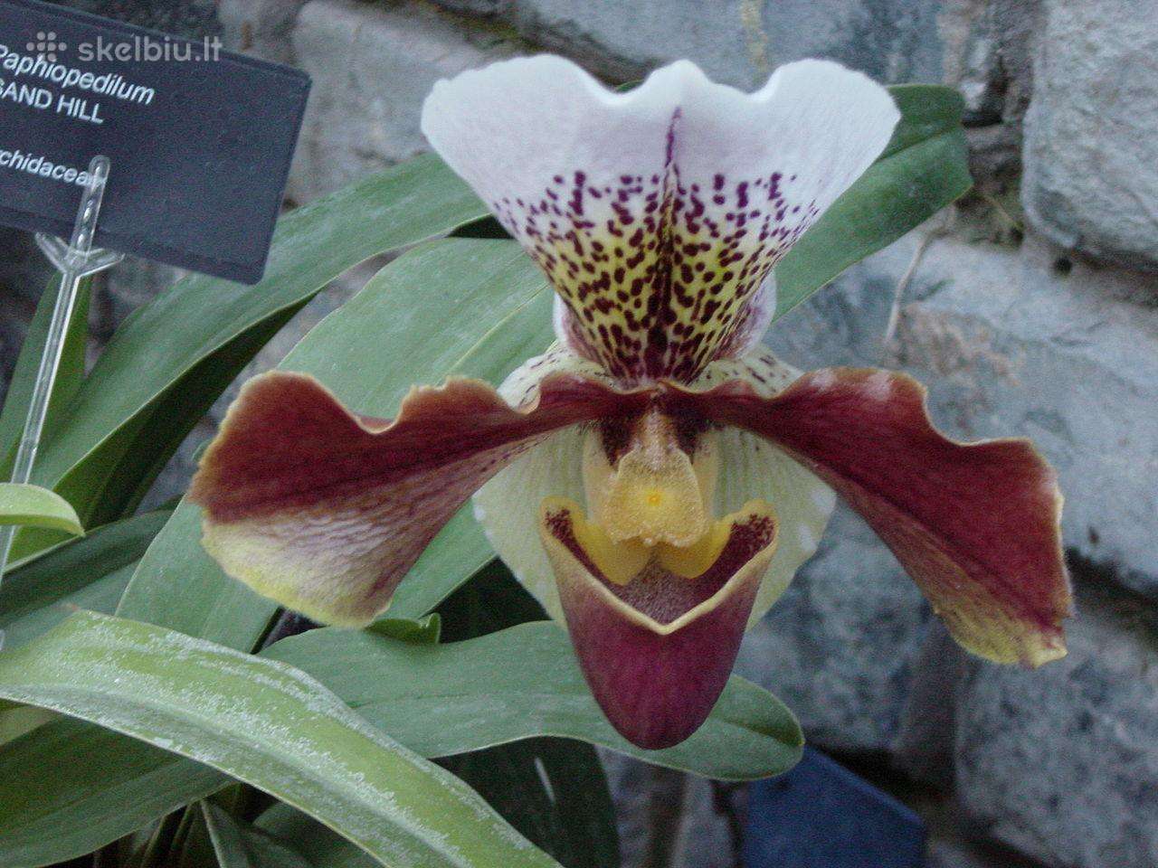 Raibuolė ( orchideja)