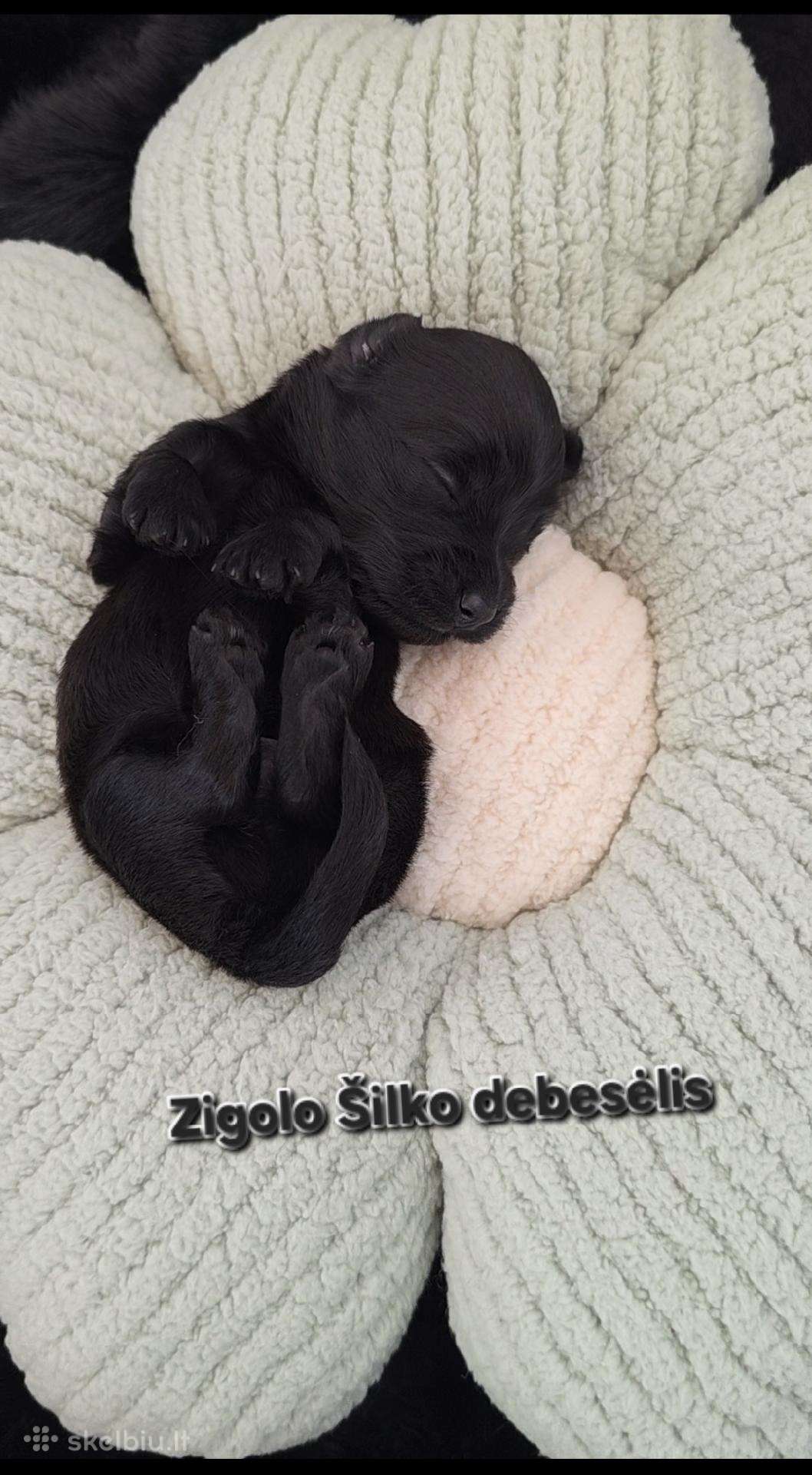 Havanos bišonas su kilmes dokumentais