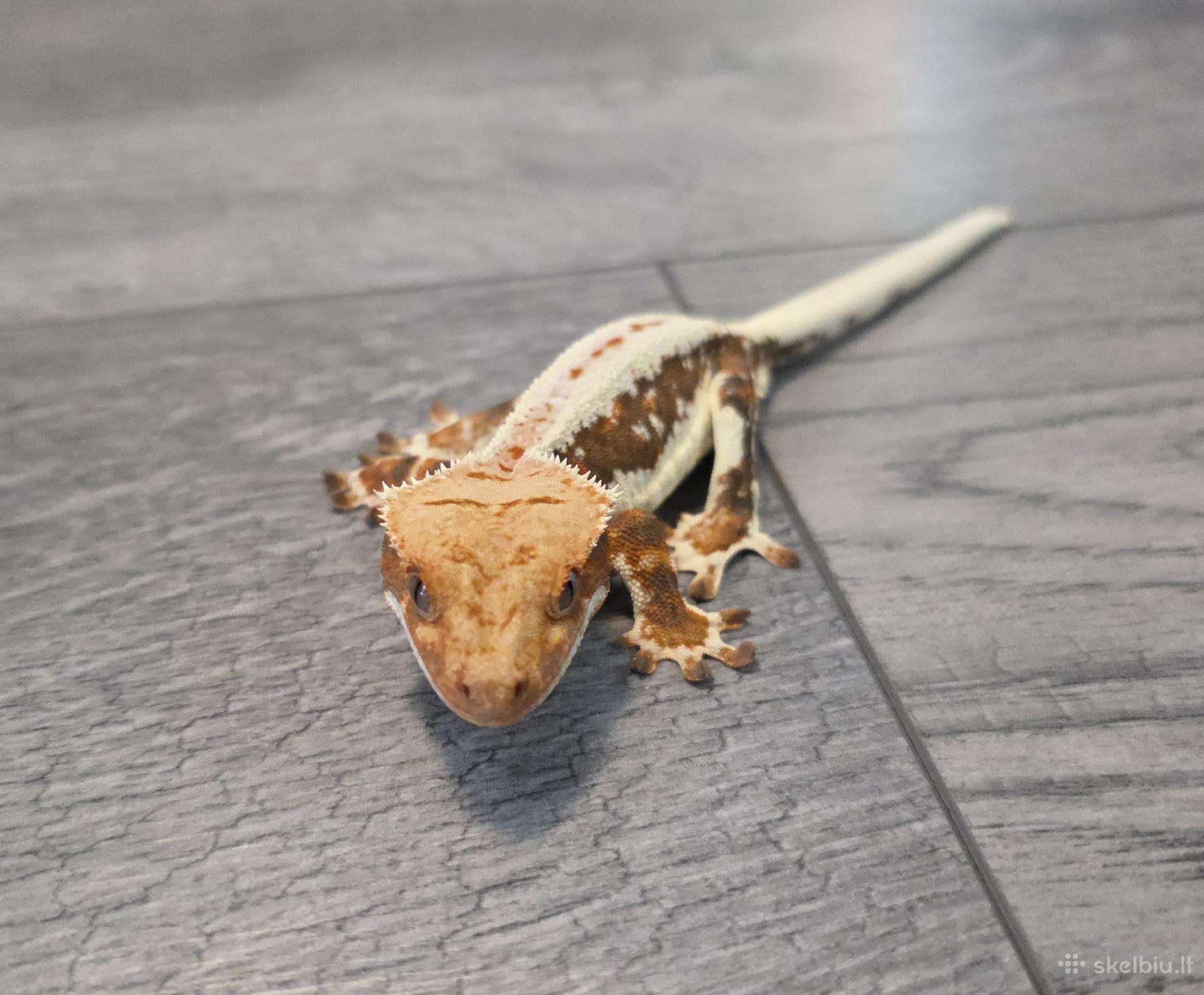 Crested gecko Lilly white