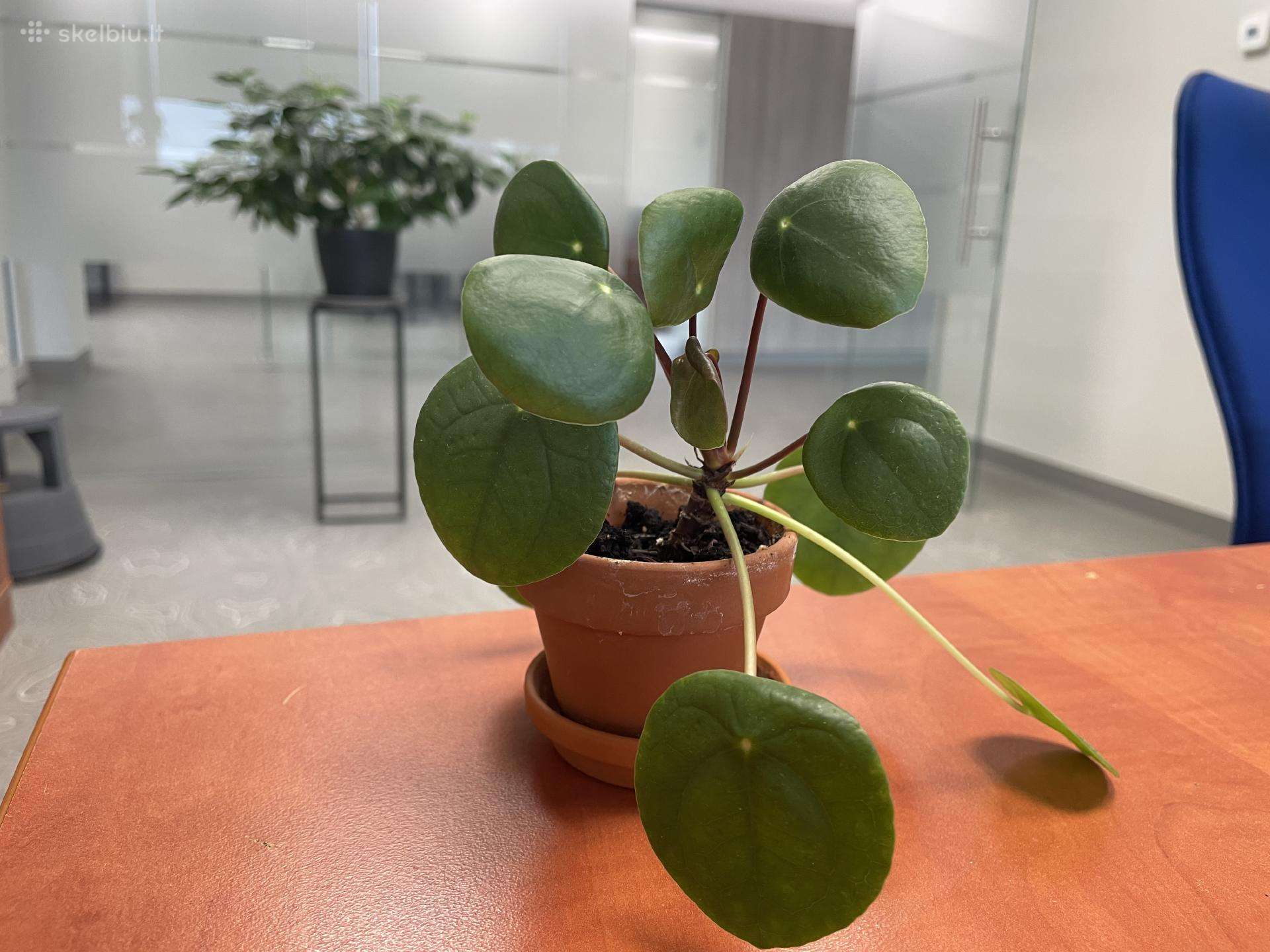 Pilea