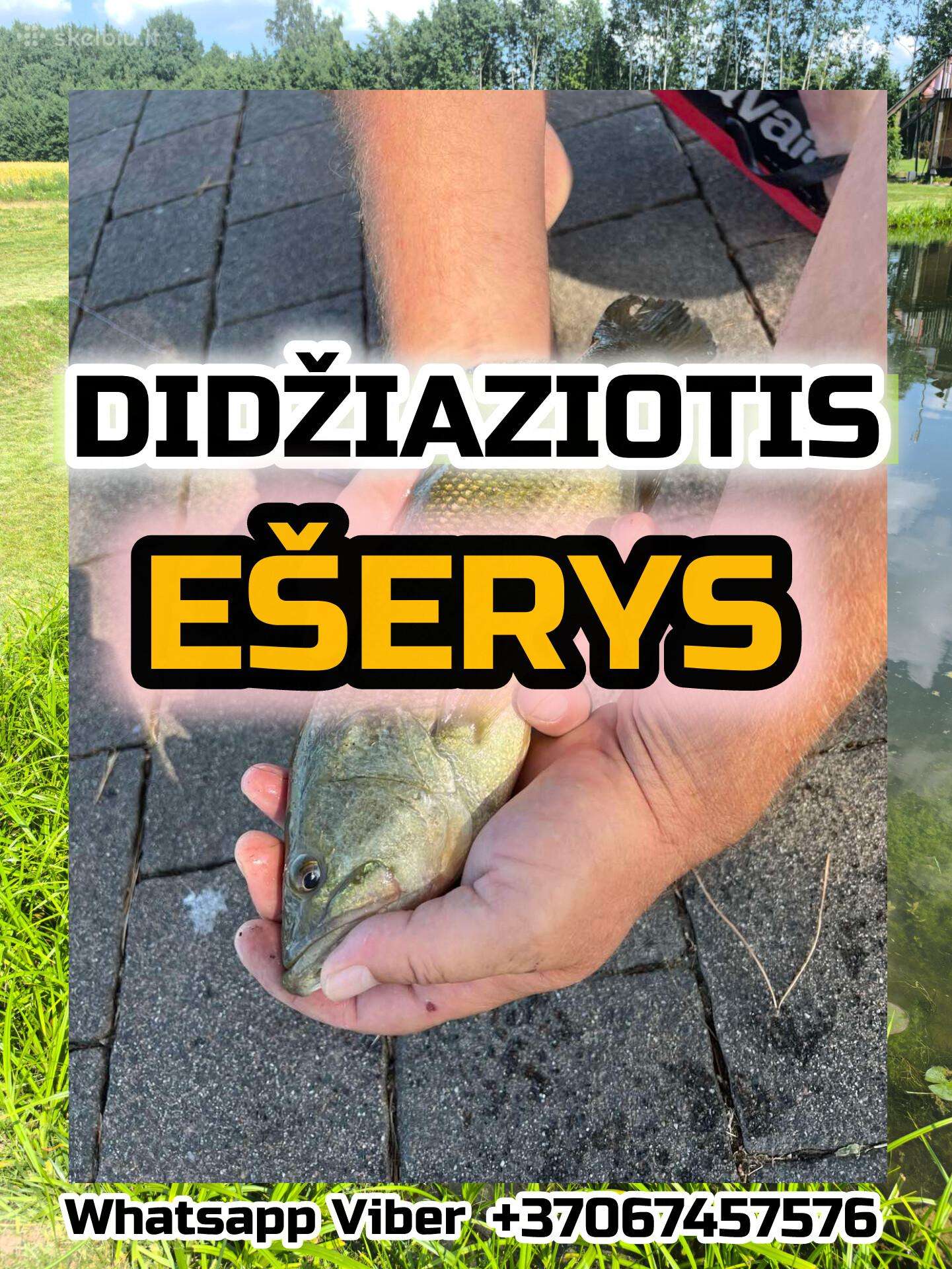 Largemouth bass šiaurės Amerikos ešeriai zuvys