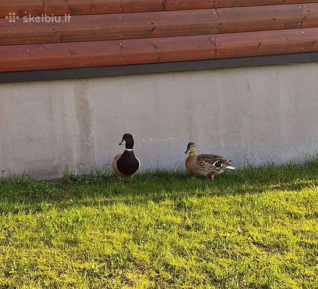 Bantaminiai ančiukai call duck