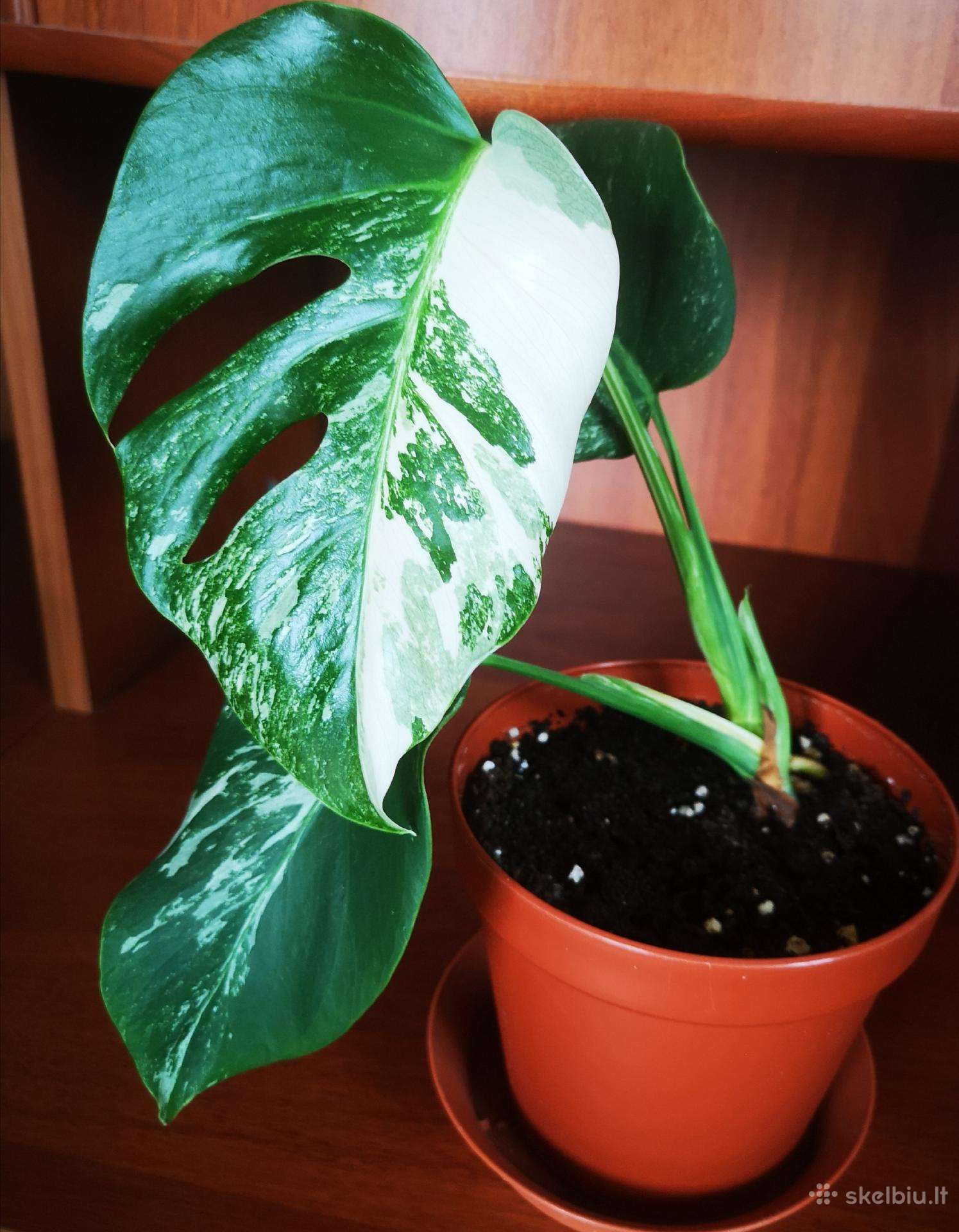Monstera variegata