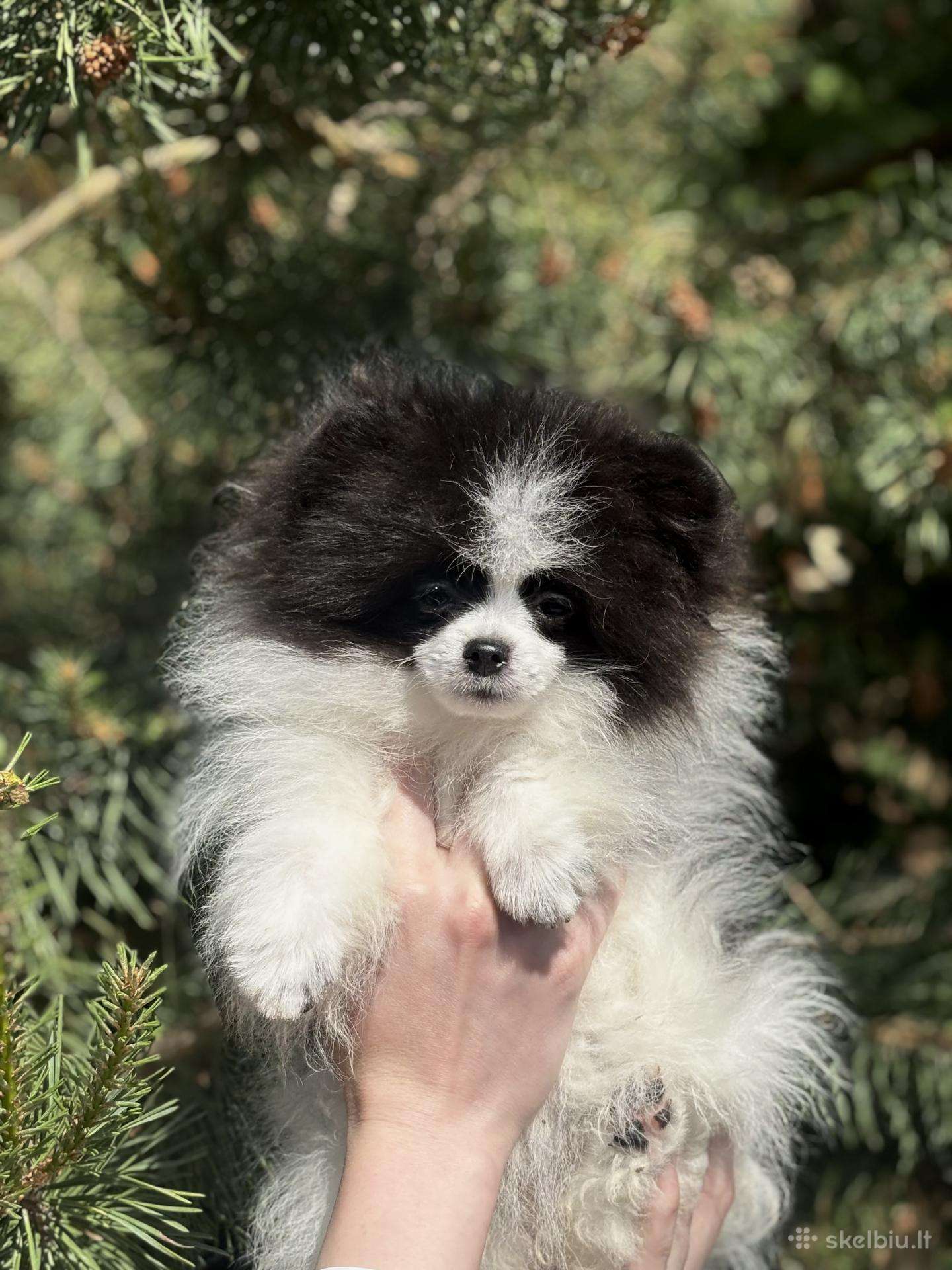 Špiciukė Panda
