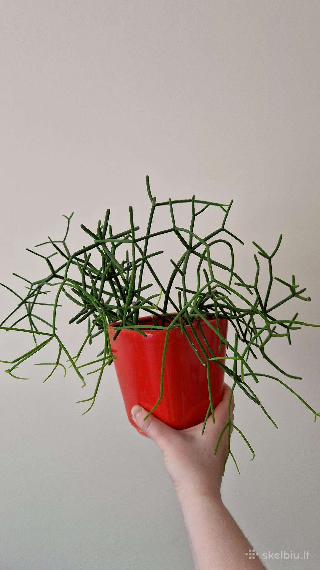 Rhipsalis