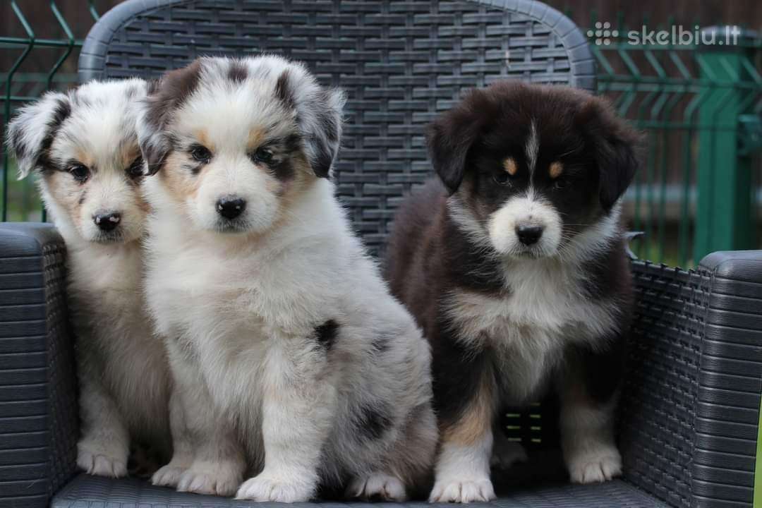 Aussi blue merle & black tricolor