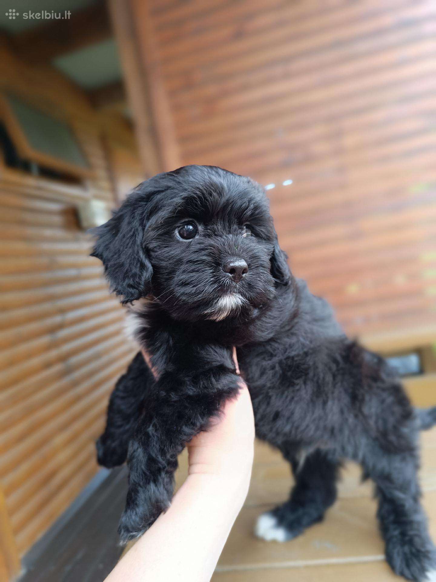 Cavapoo
