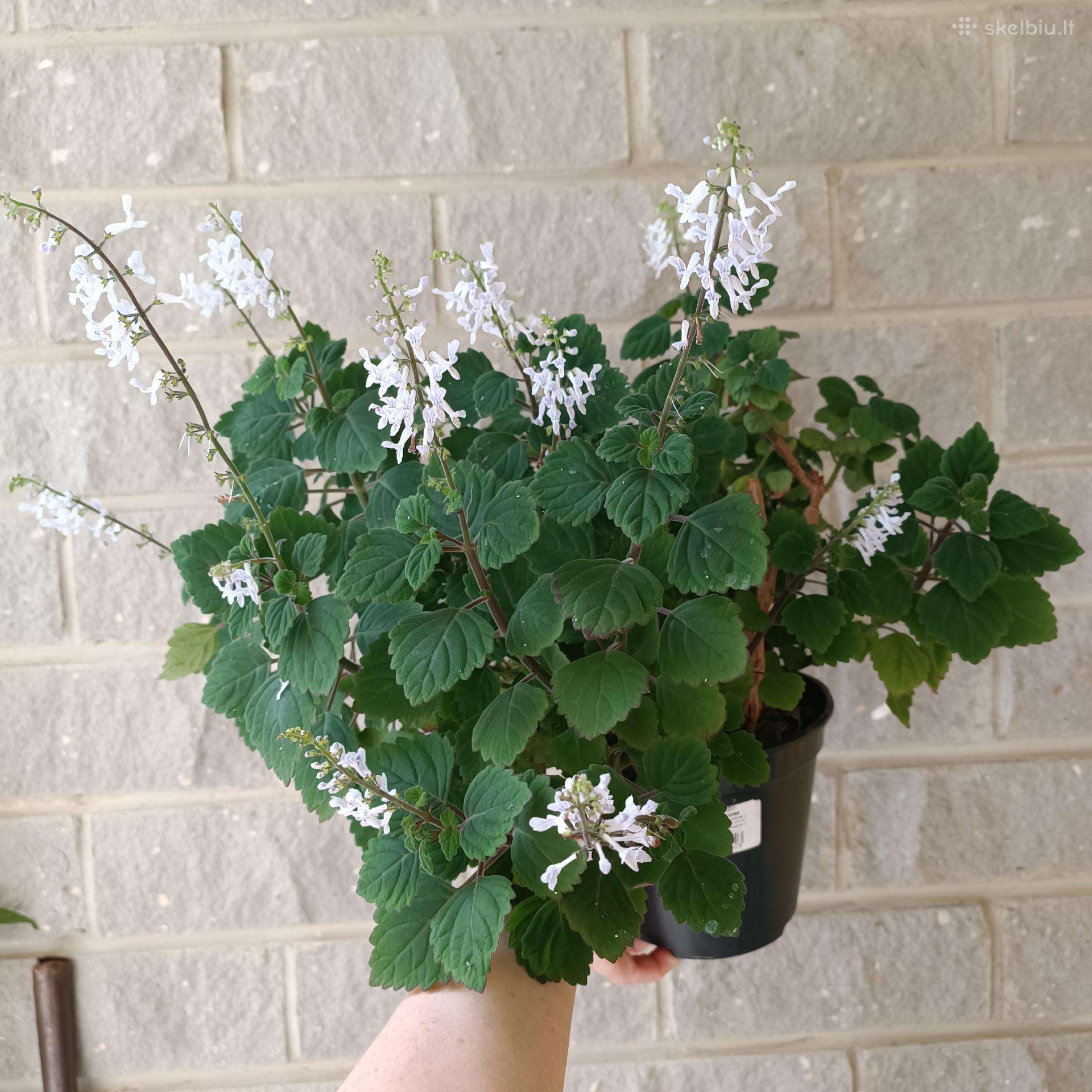 Plectranthus Ernstii