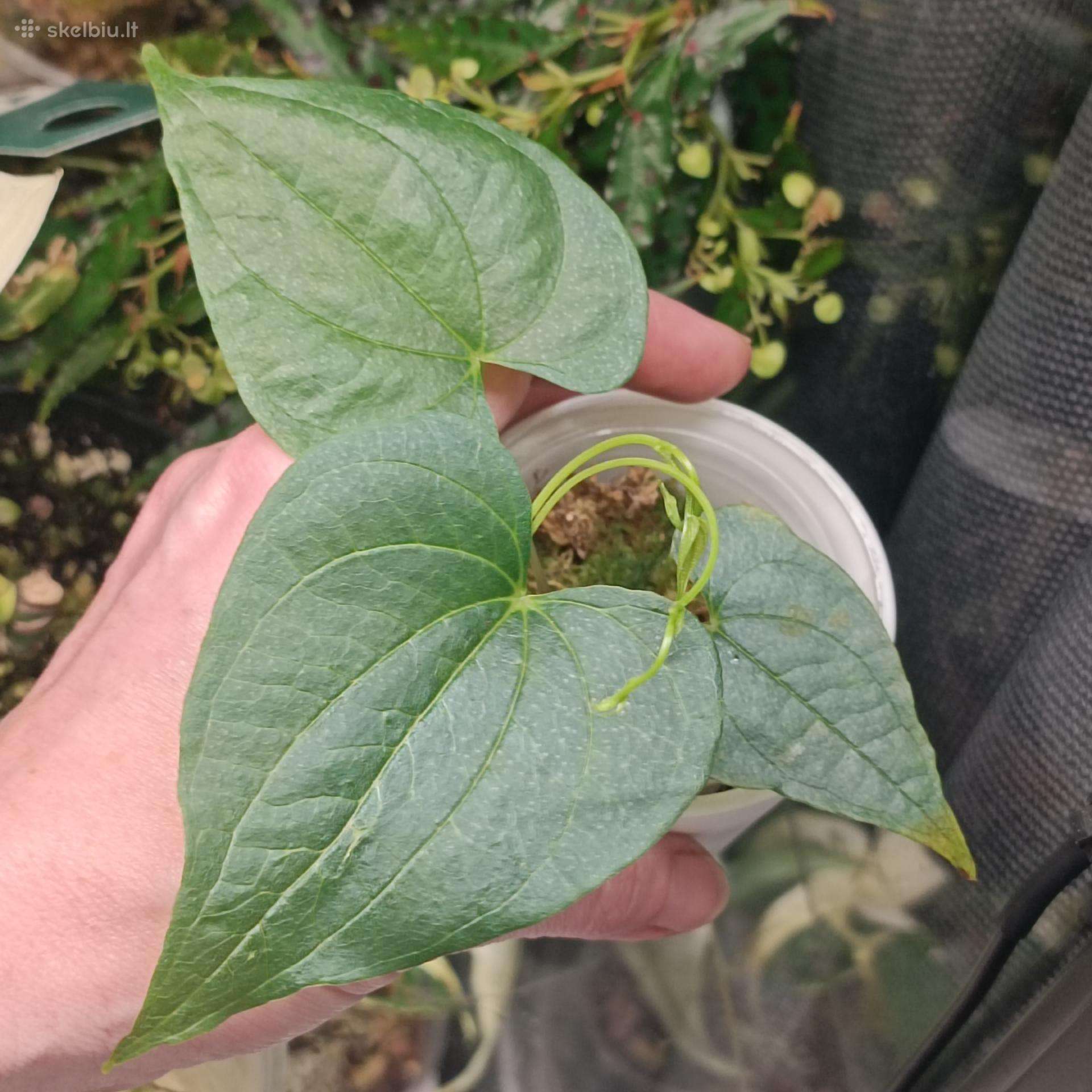 Dioscorea Bulbifera