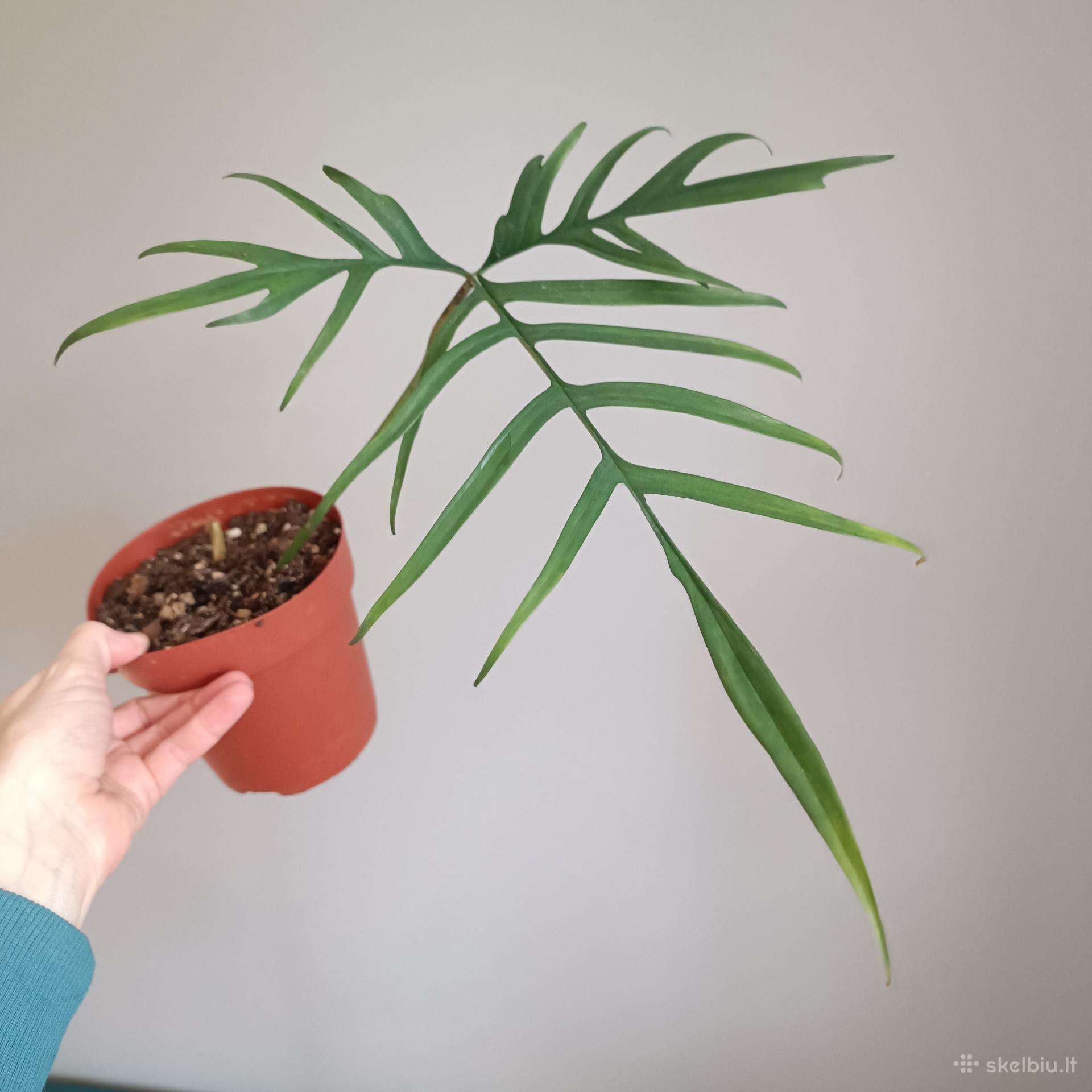Philodendron Polypodioides
