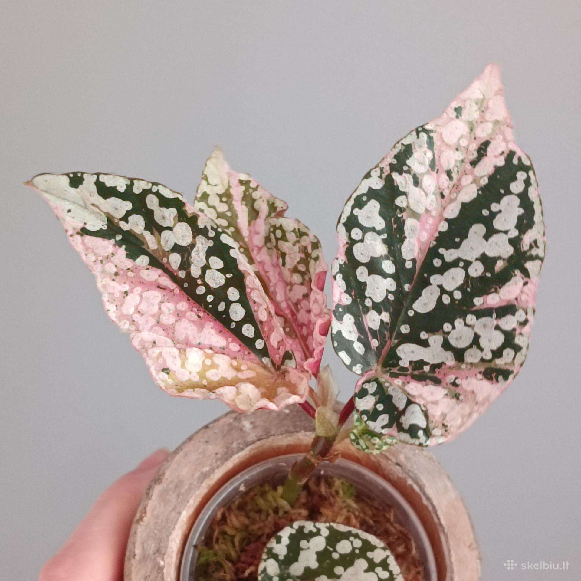 Begonia Snow Capped variegated