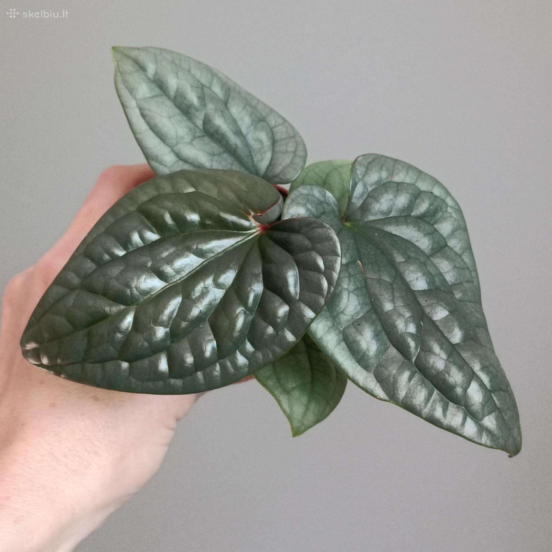 Anthurium Luxurians