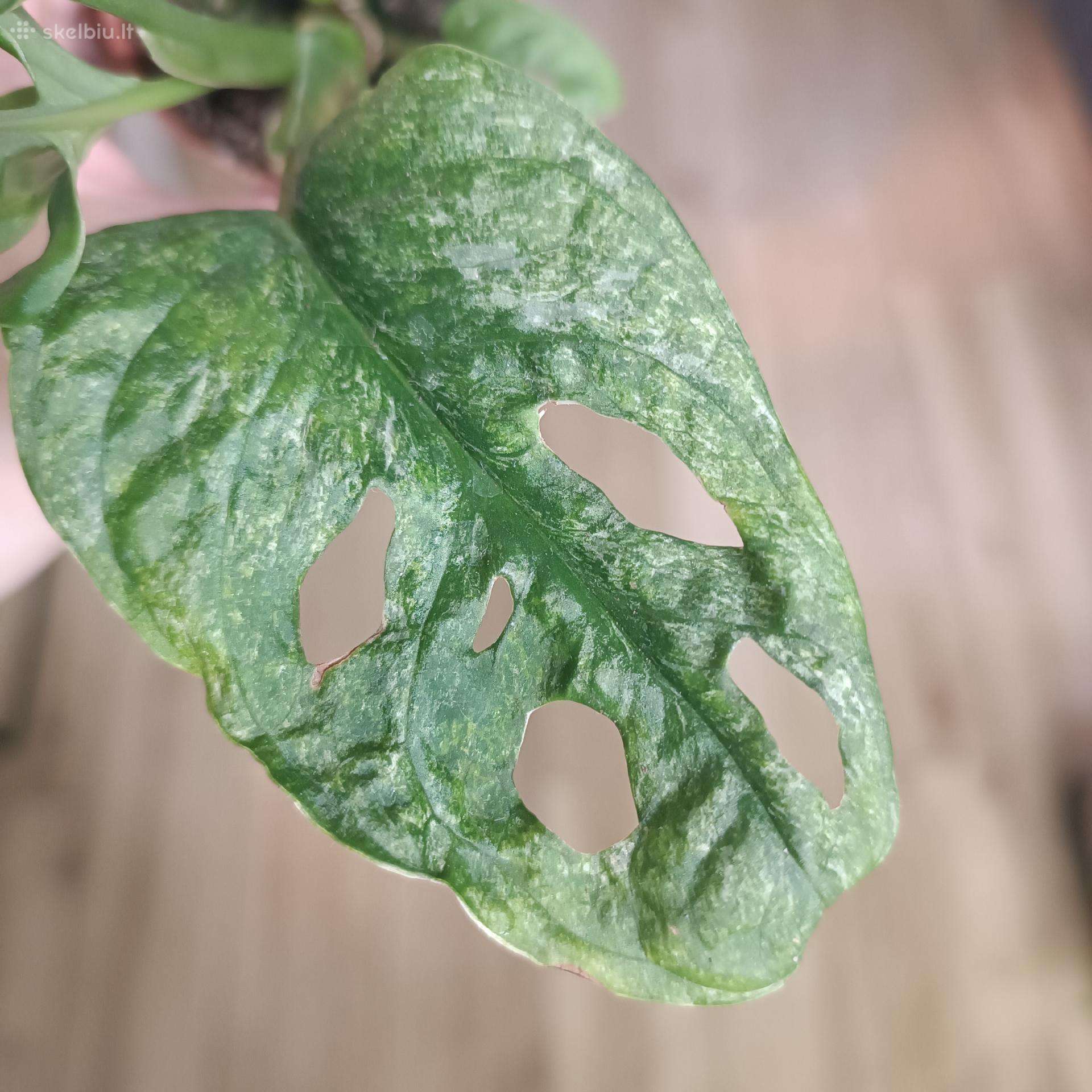 Monstera Adansonii Mint