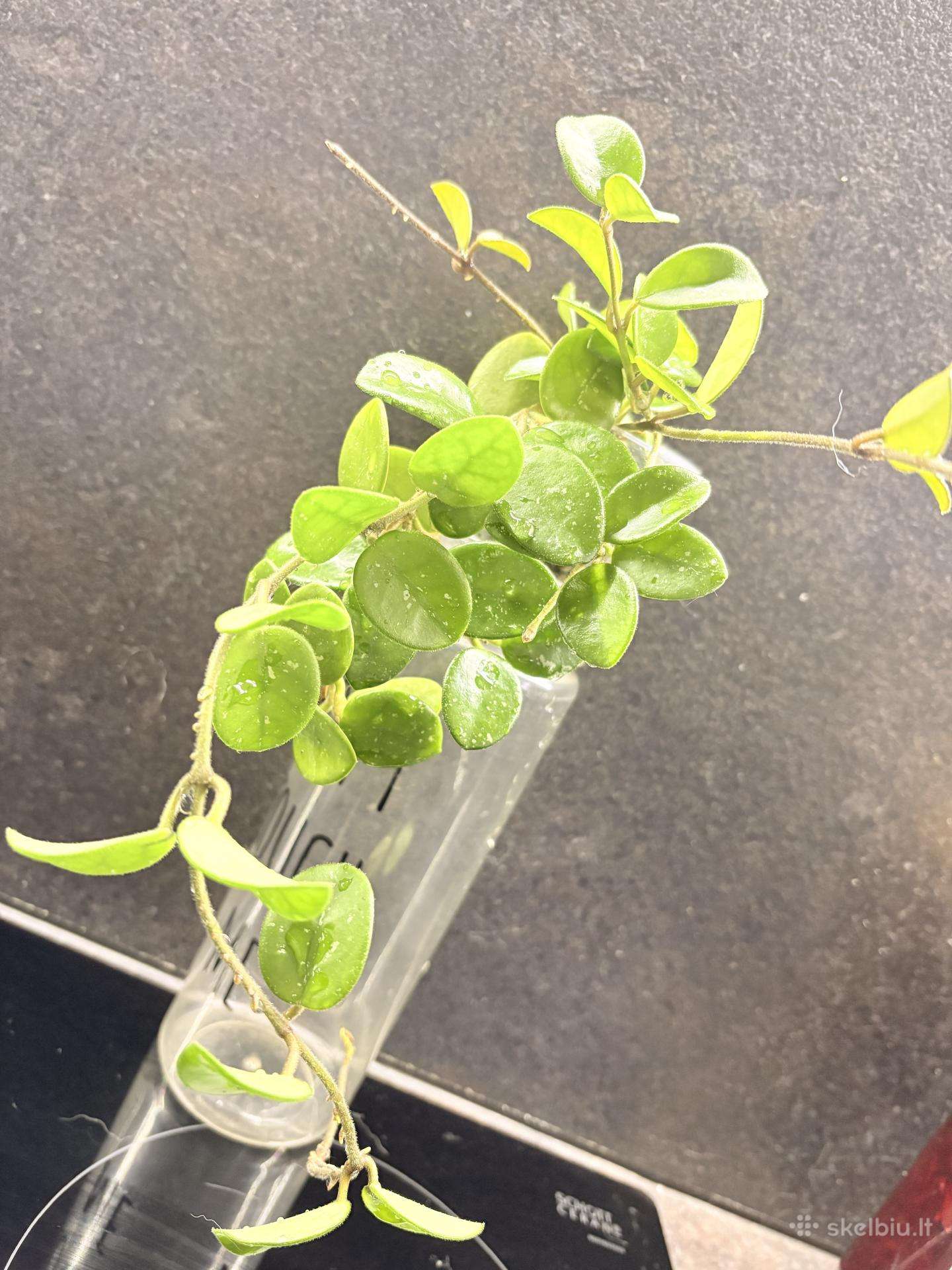 Hoya Mathilde