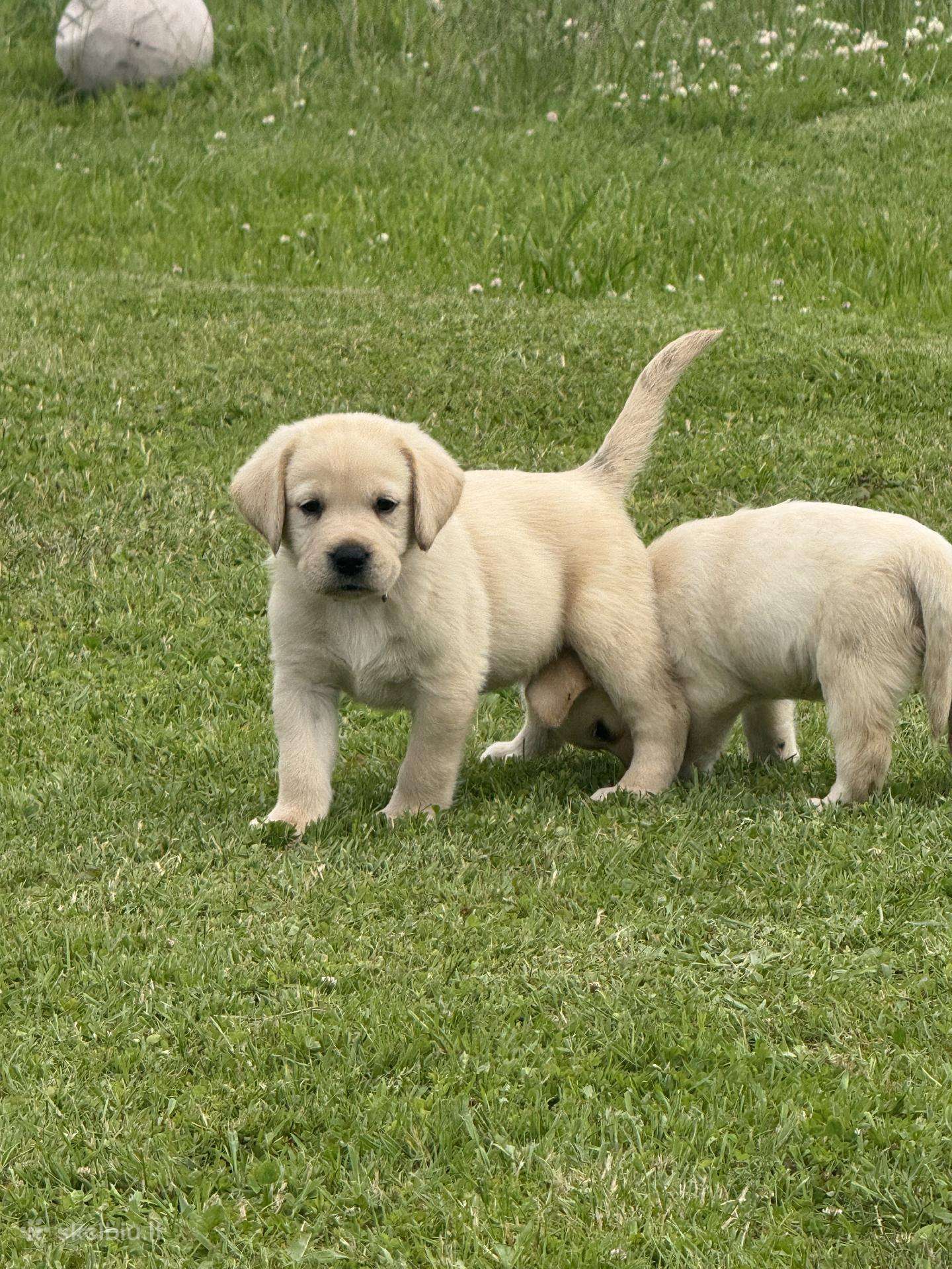 Labradoro retriverių šuniukai