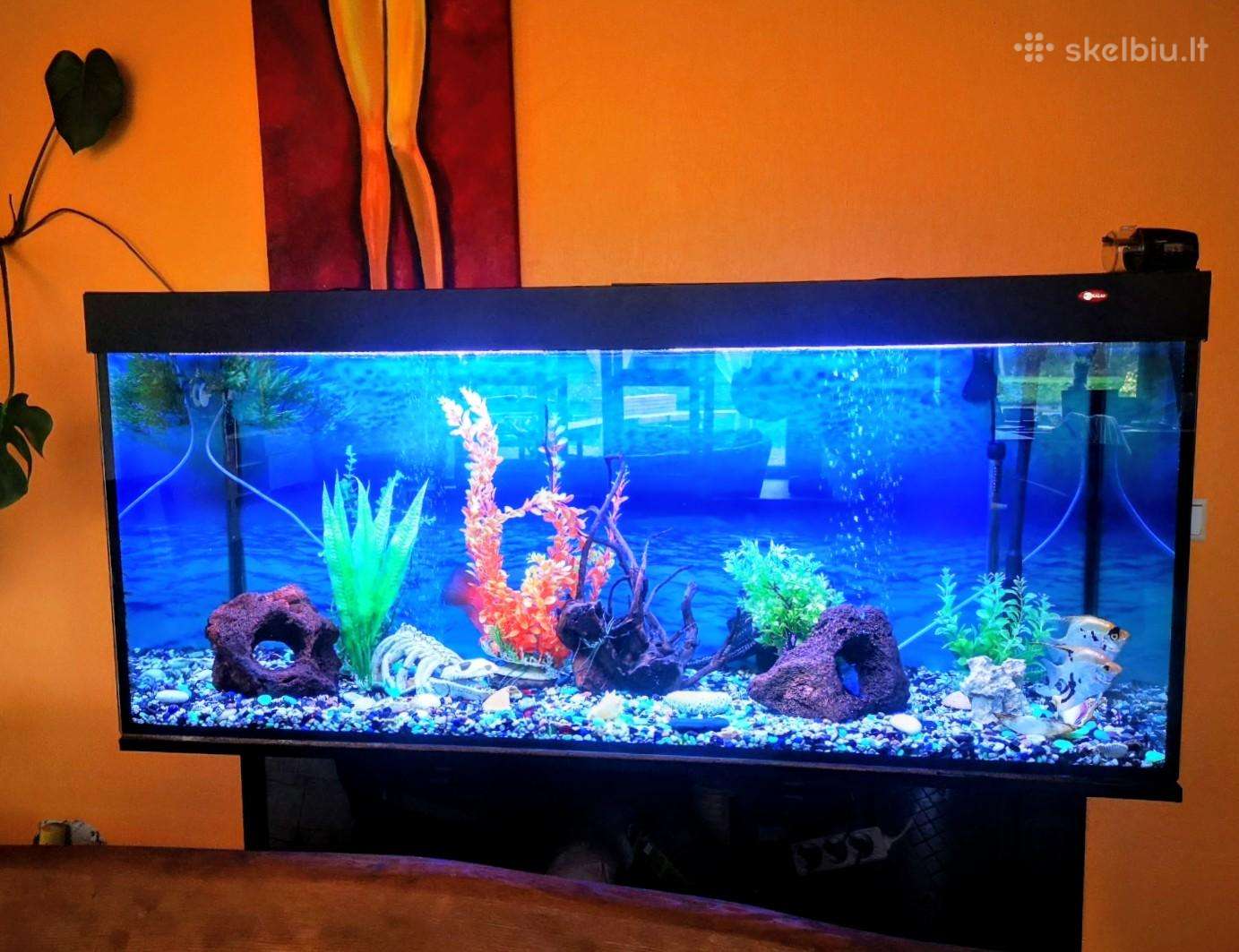 Akvariumas su spintele