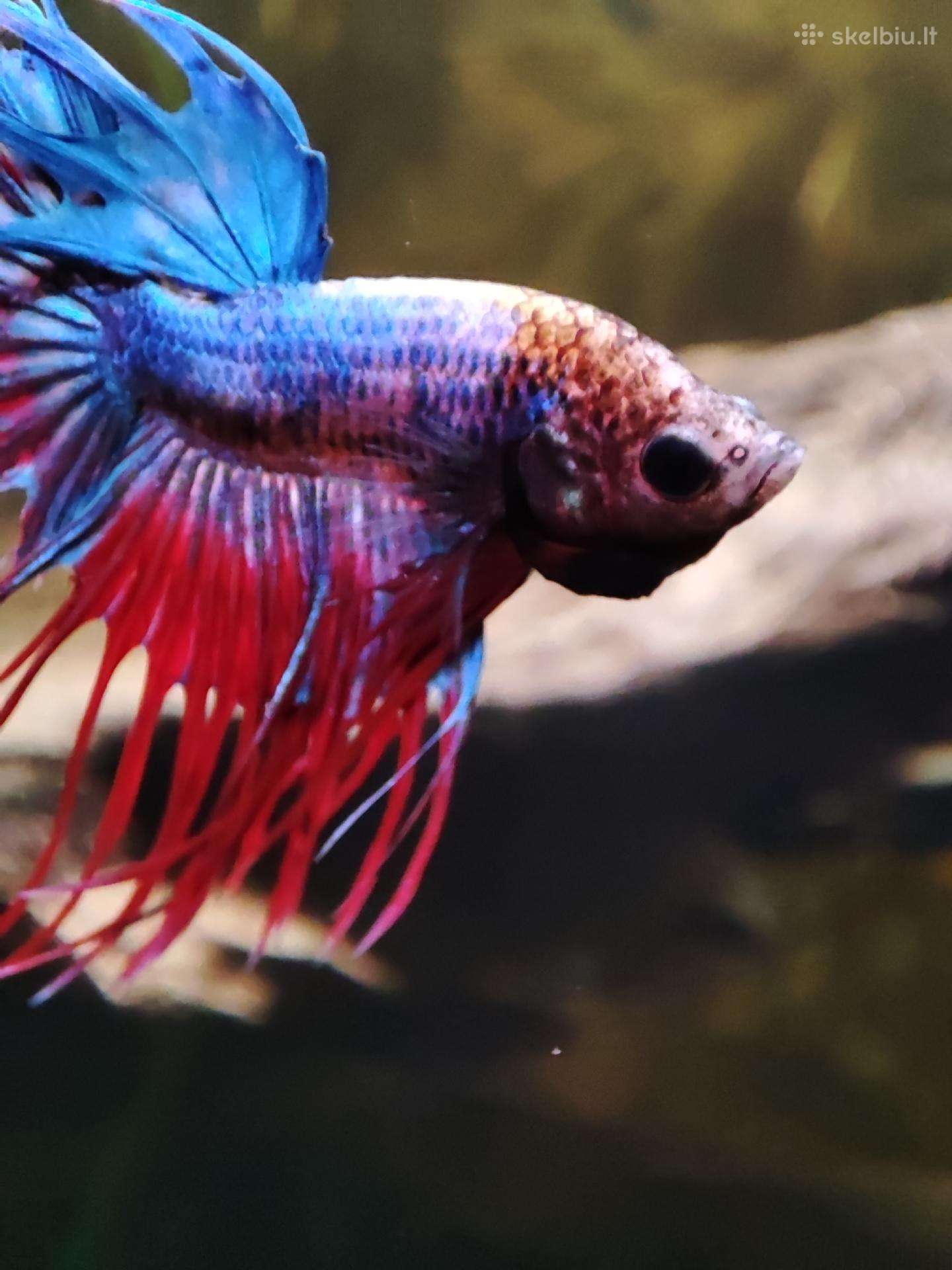 Crowntail gaidelis / betta fish