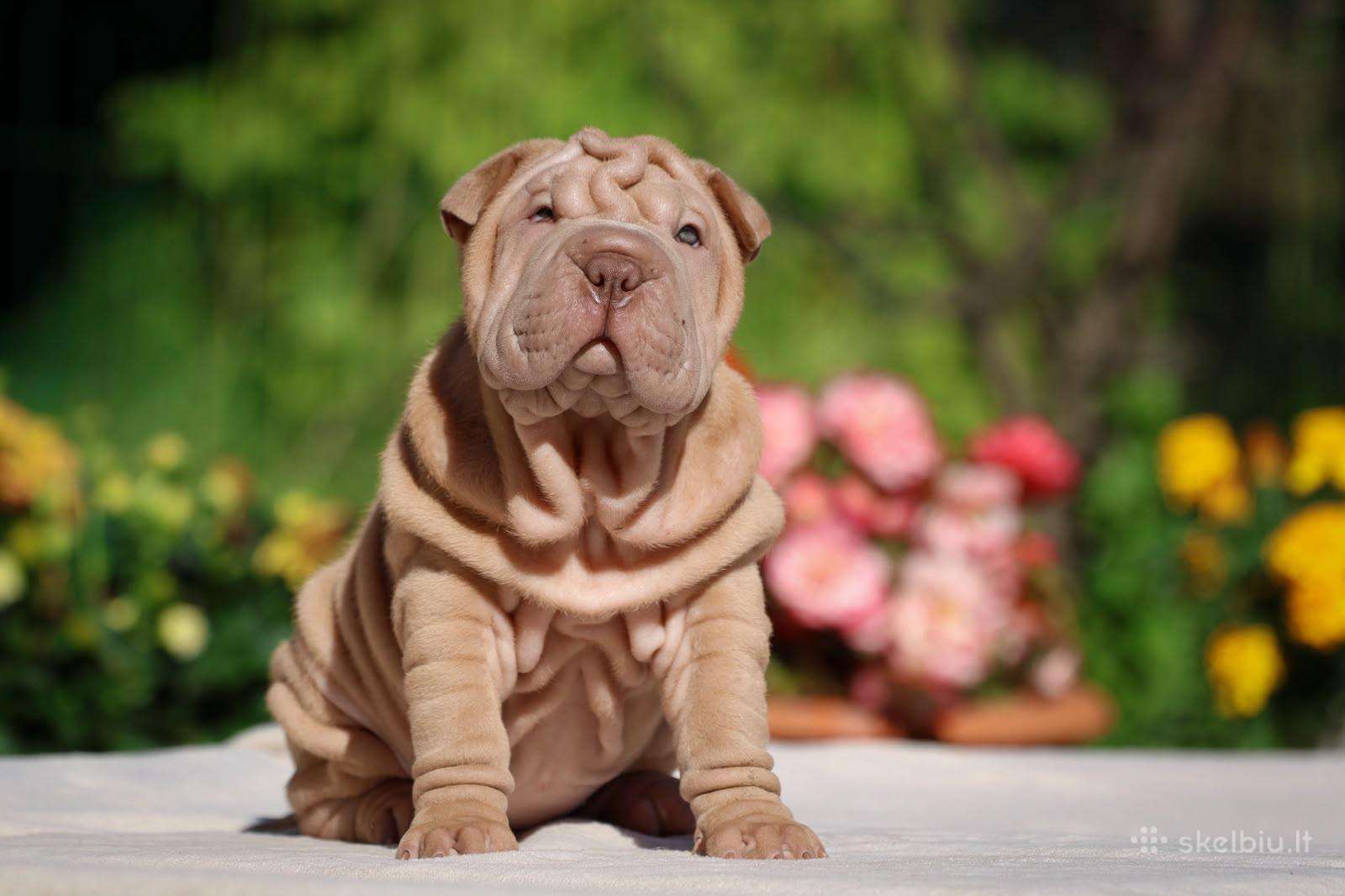 Shar pei