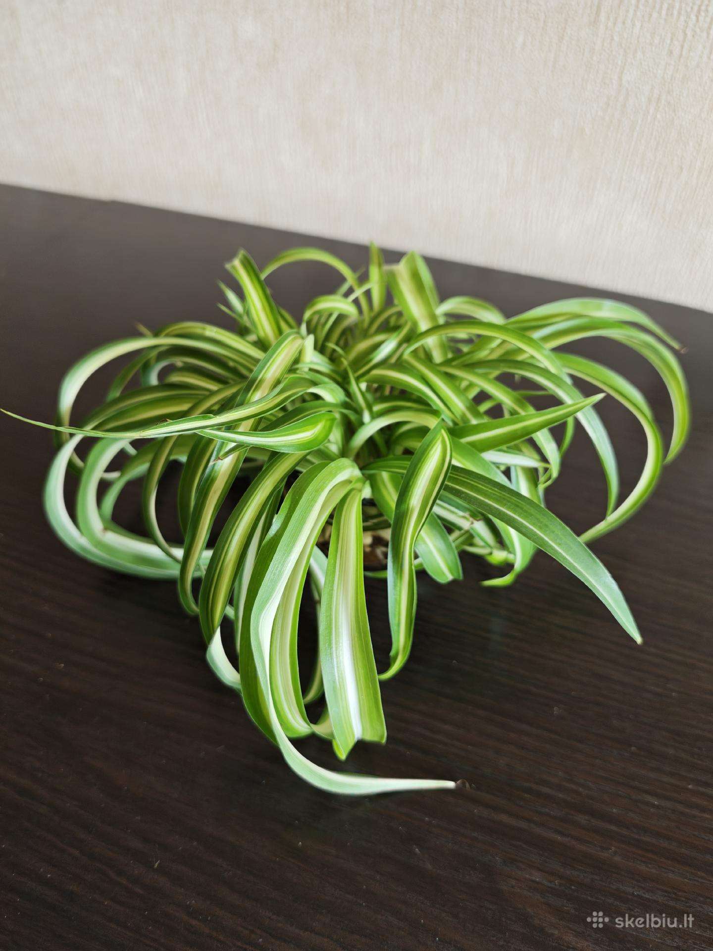 Garbanotas chlorofilas