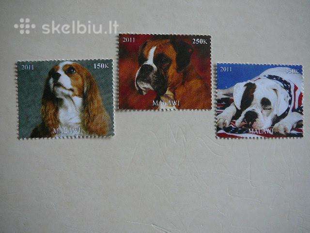 Sunys Malavis 2011 svarus dg1580