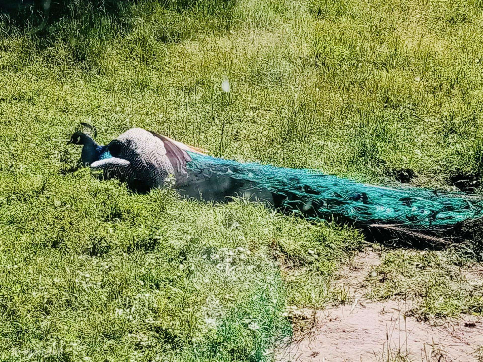 Parduodu povus. Patinai/ patelės