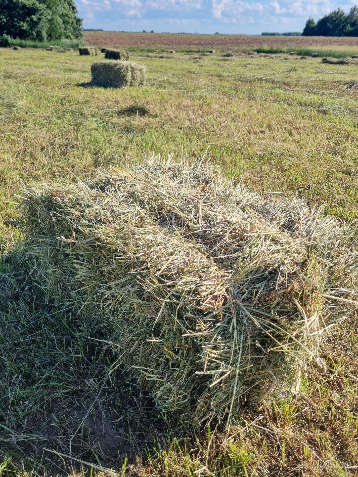 Kitkomis šienas (2026m)