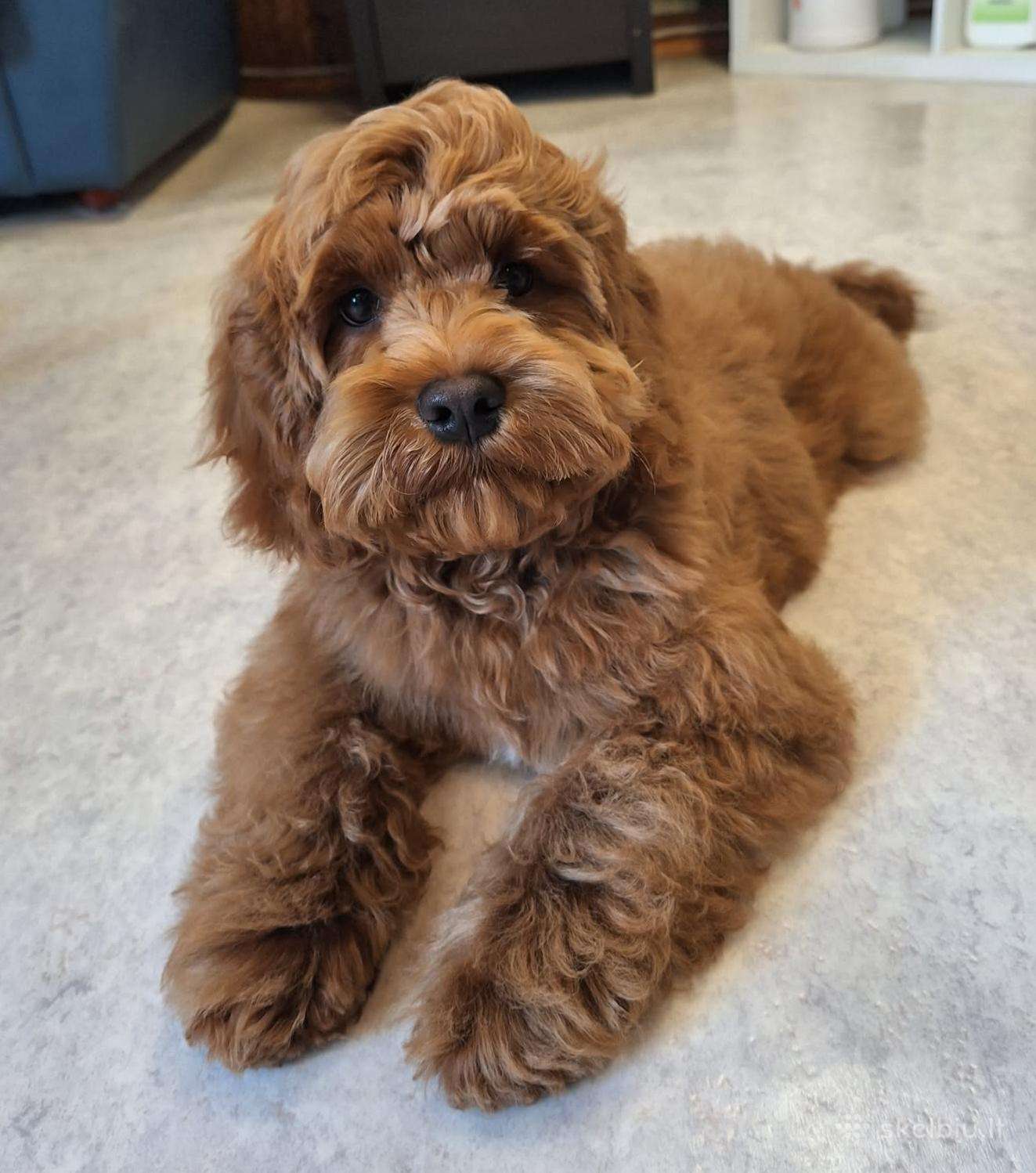 Cavapoo F1