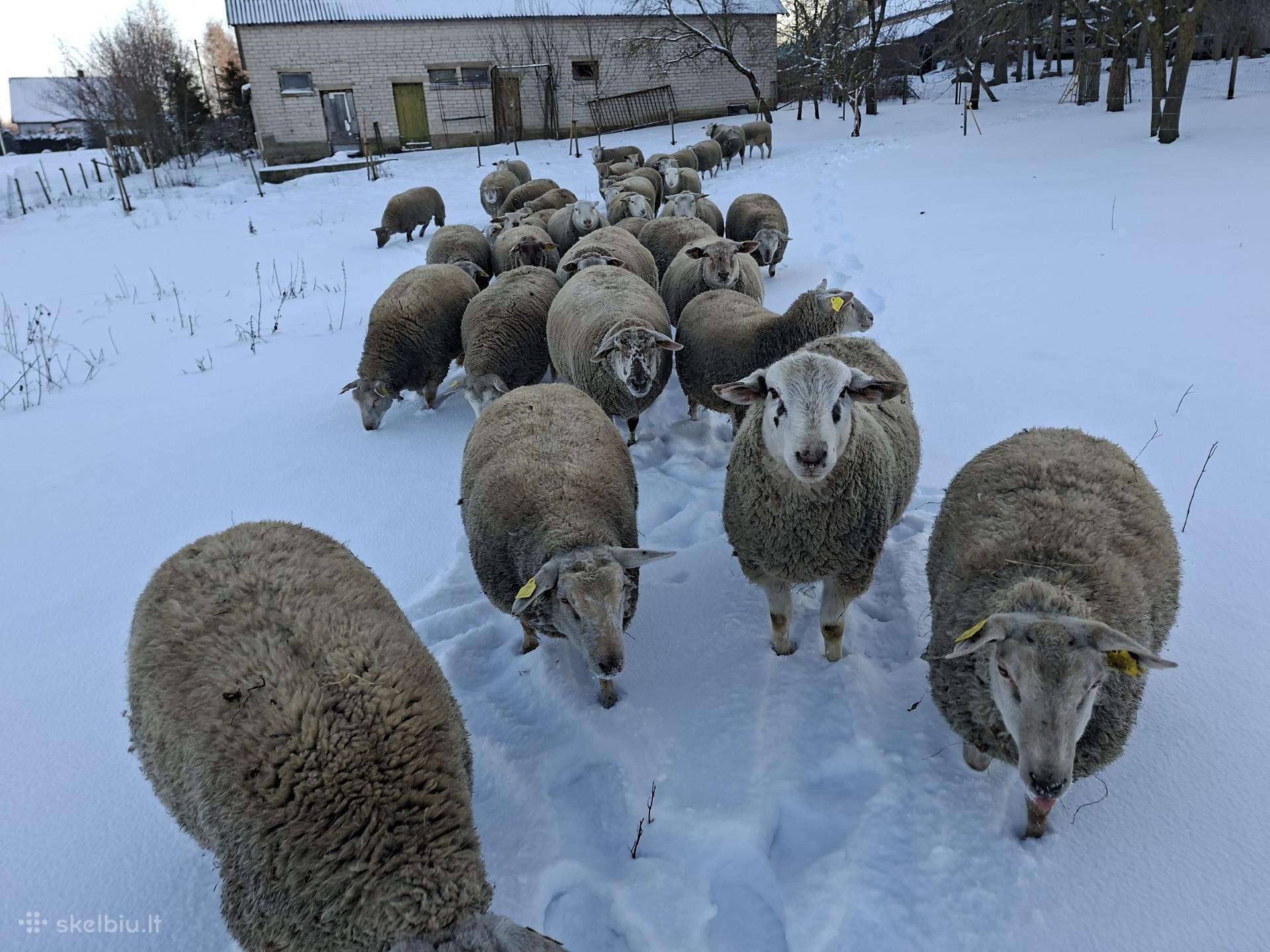 Avių banda. Simnas