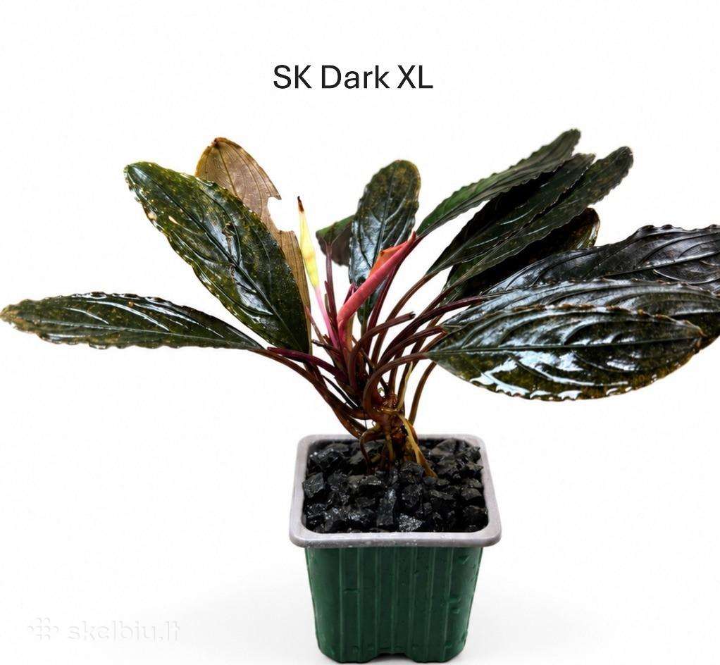 Anubias Petite, Bucephalandra, samanos
