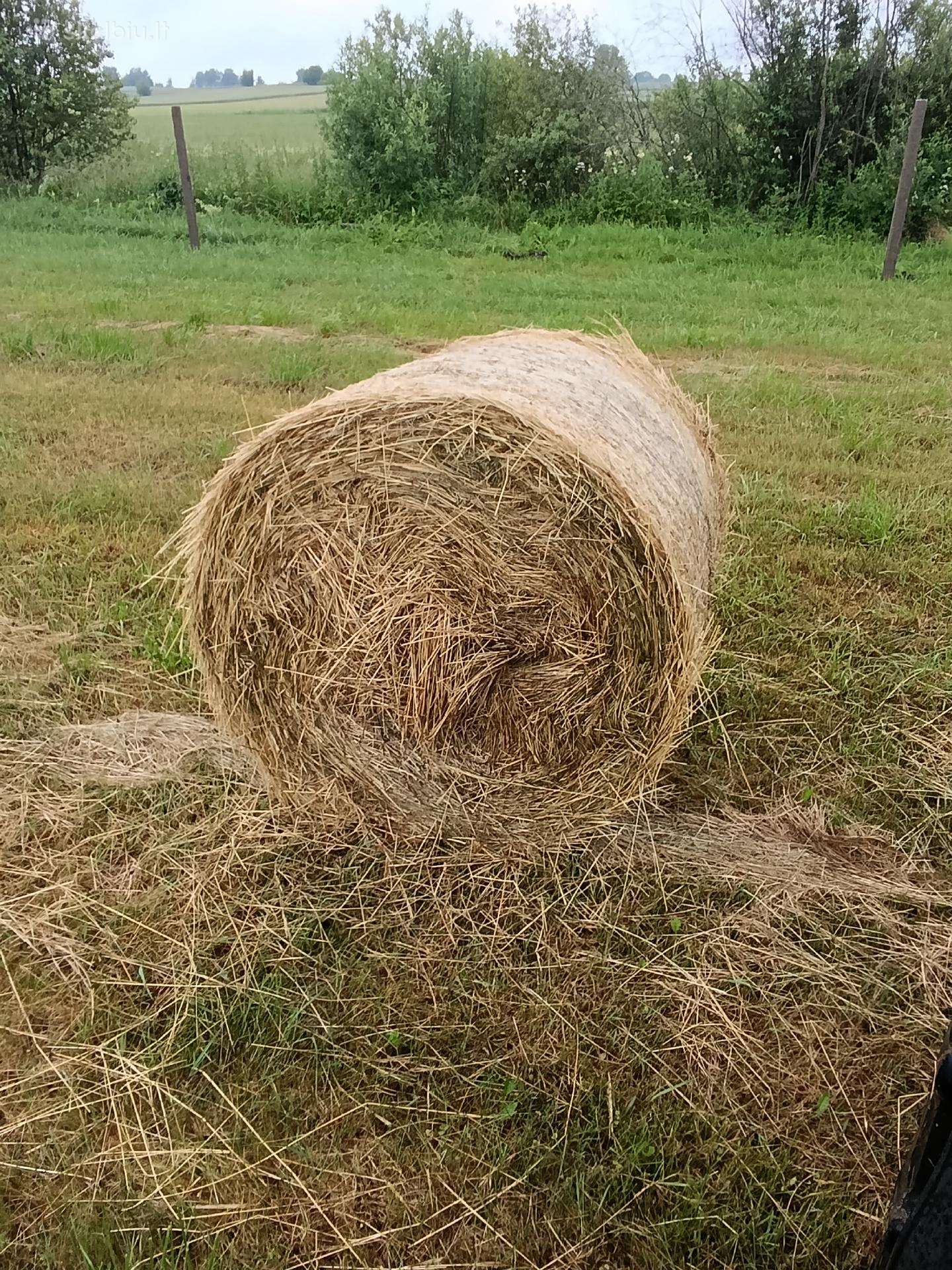 Šienas