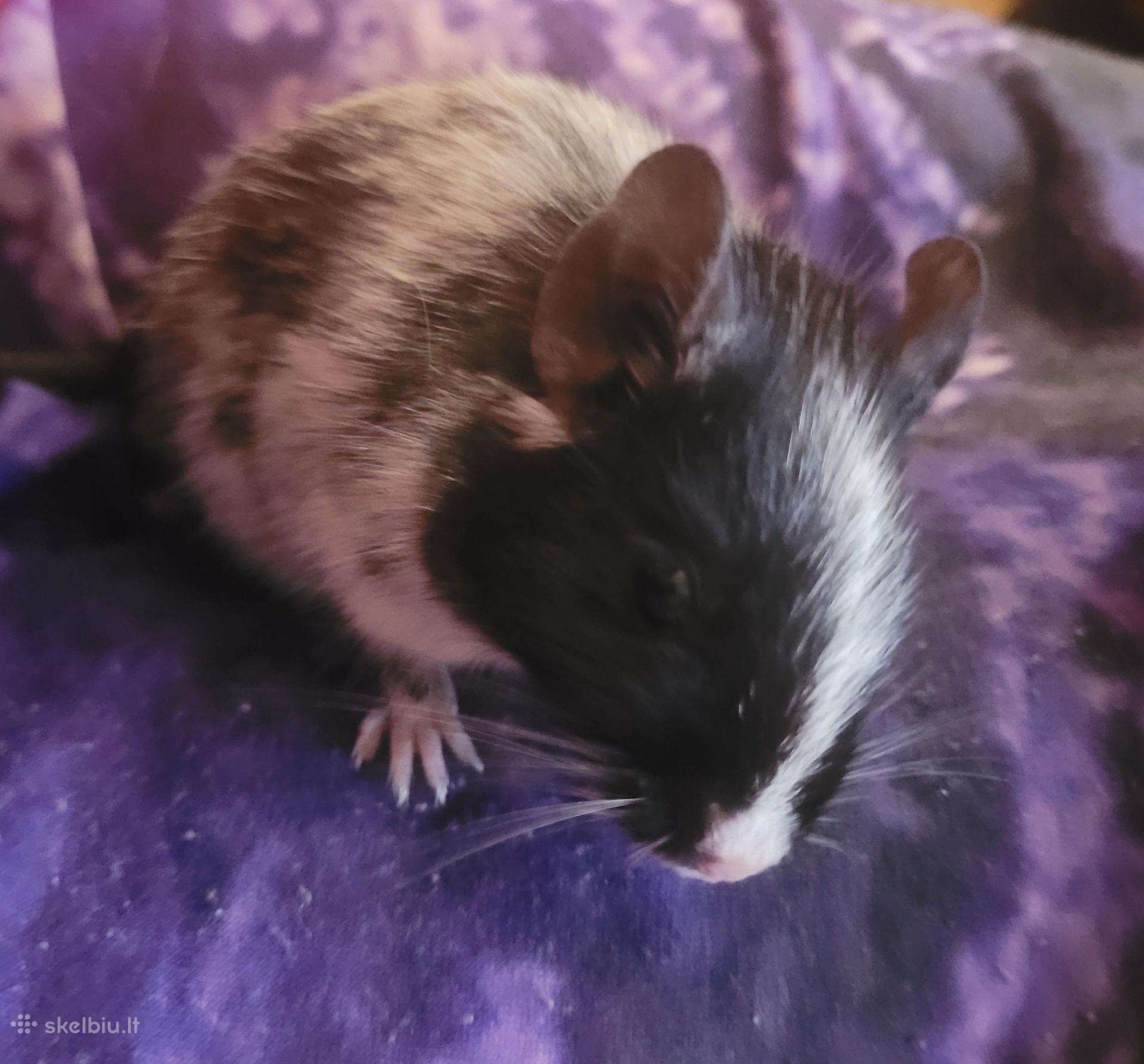 Degu