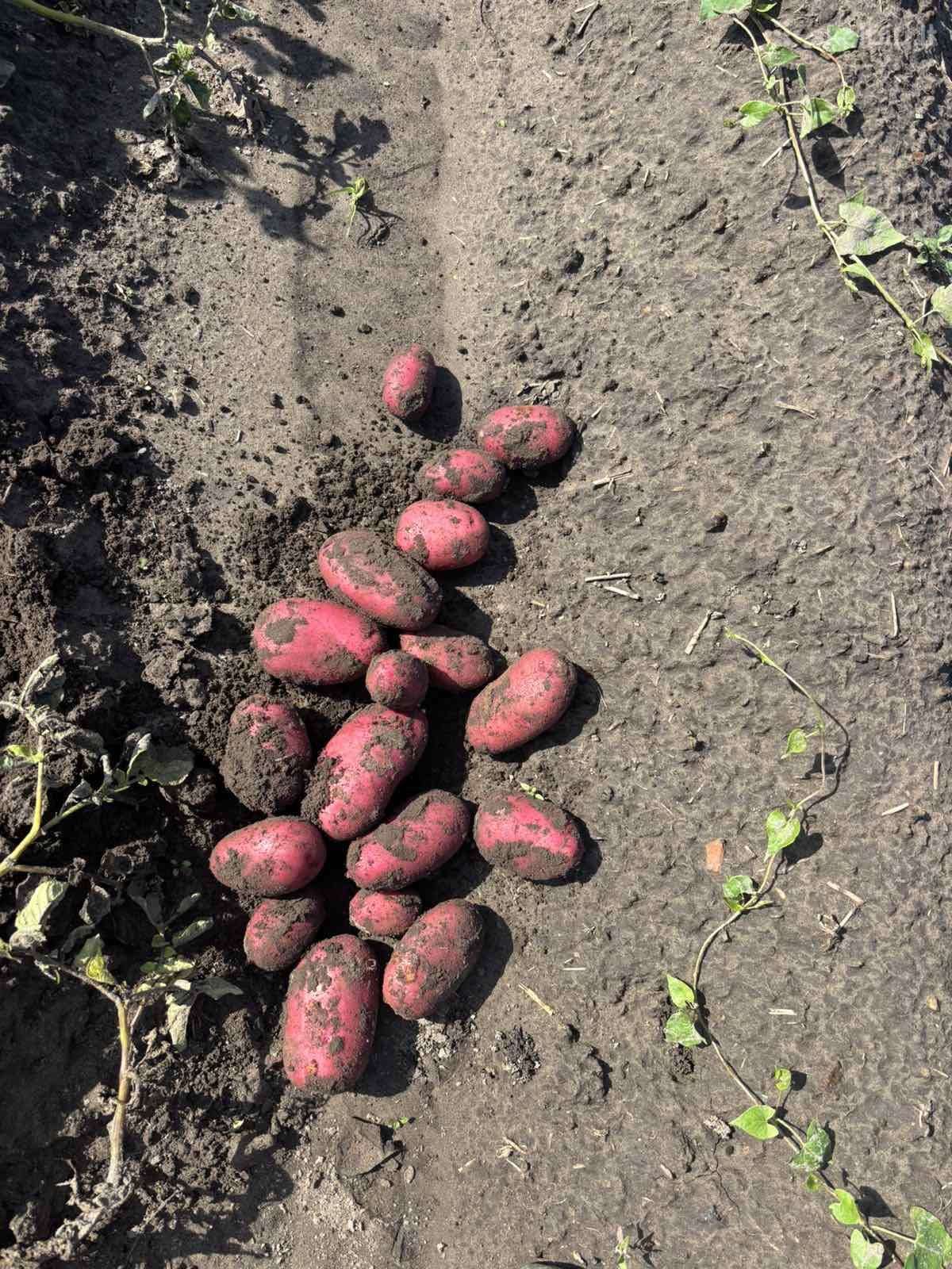 Bulvės didmaišiais - tiesiai iš lauko