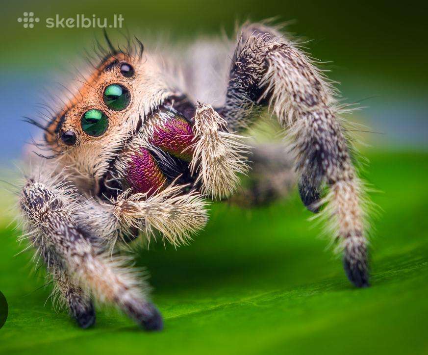 Sveiki, ieškau kas atiduotų jumping spiders