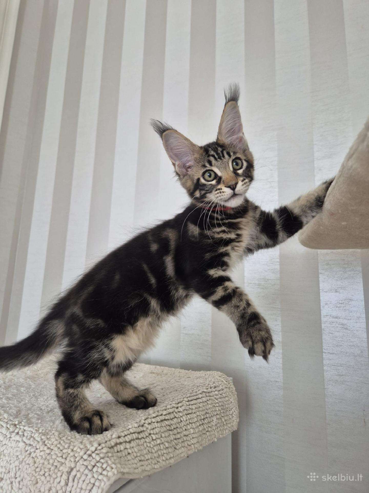Mainecoon Parduodami kačiukai