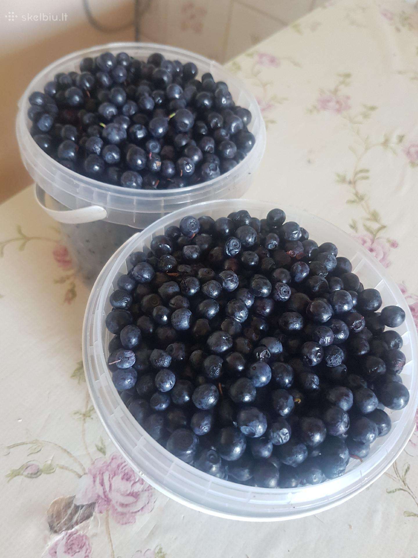 Mėlynės, bruknės,voveraitės