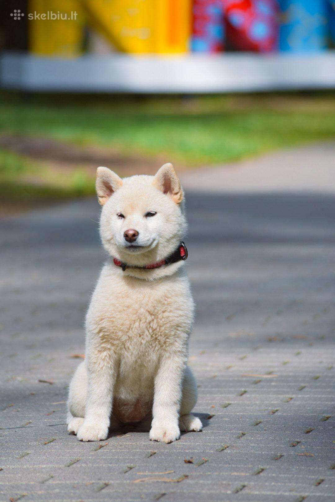 Shiba inu šuniukai “Imperatoriska svaja''