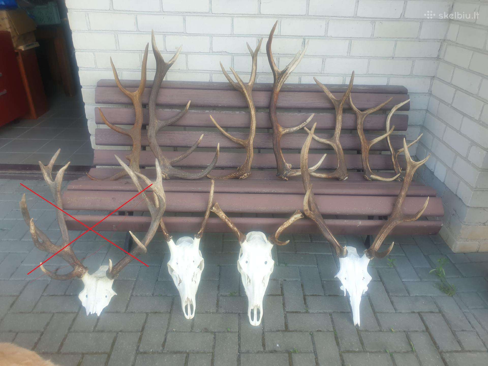 Parduodu keletą elniukų,
