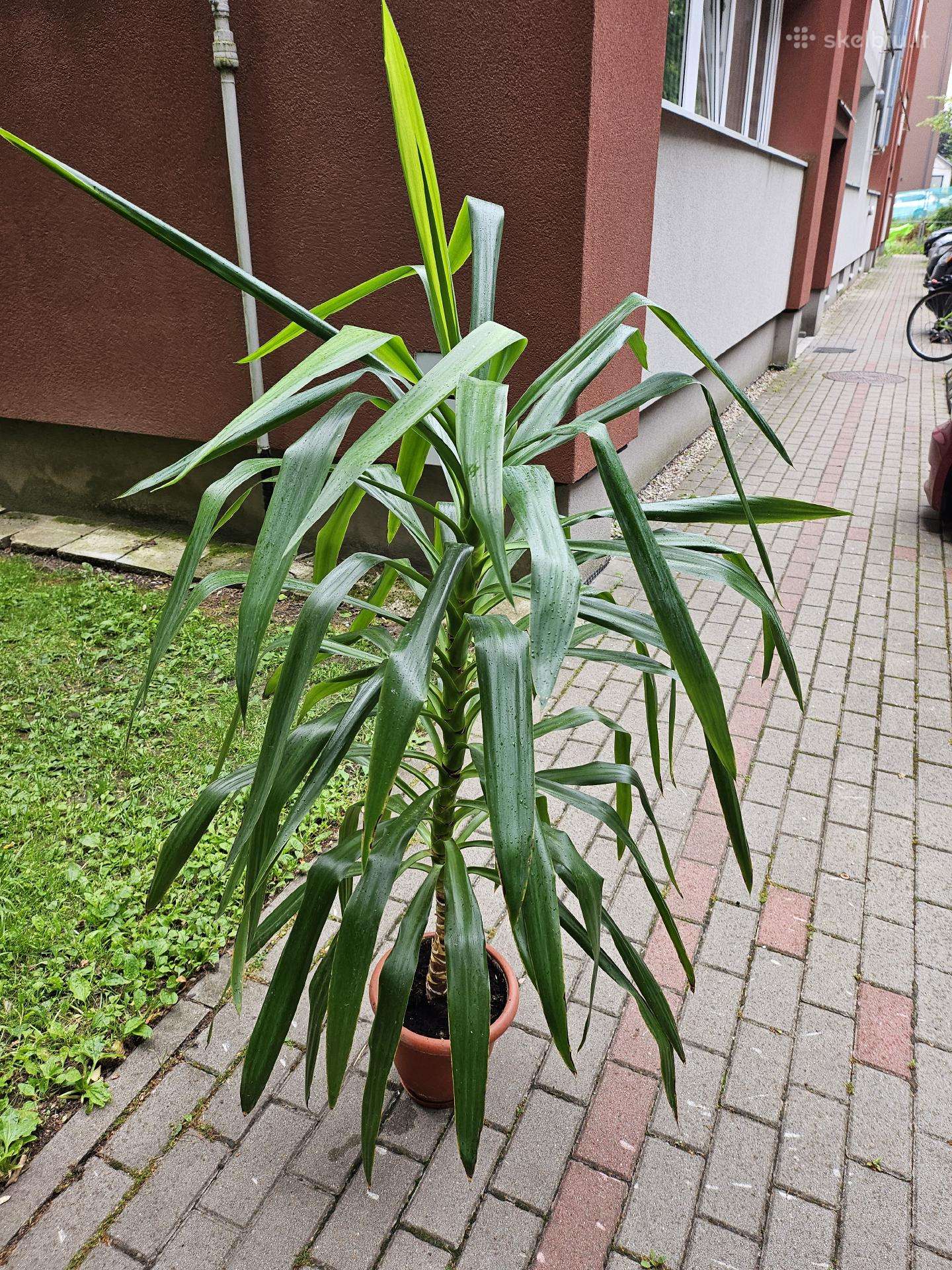 Gražuolė 160cm. Juka