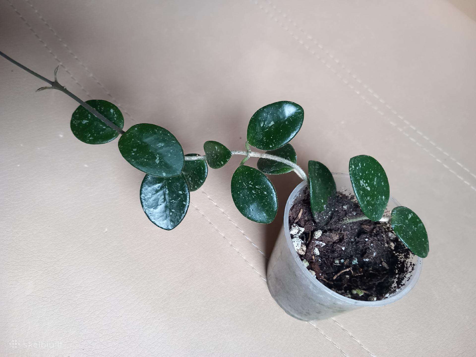 Hoya 's