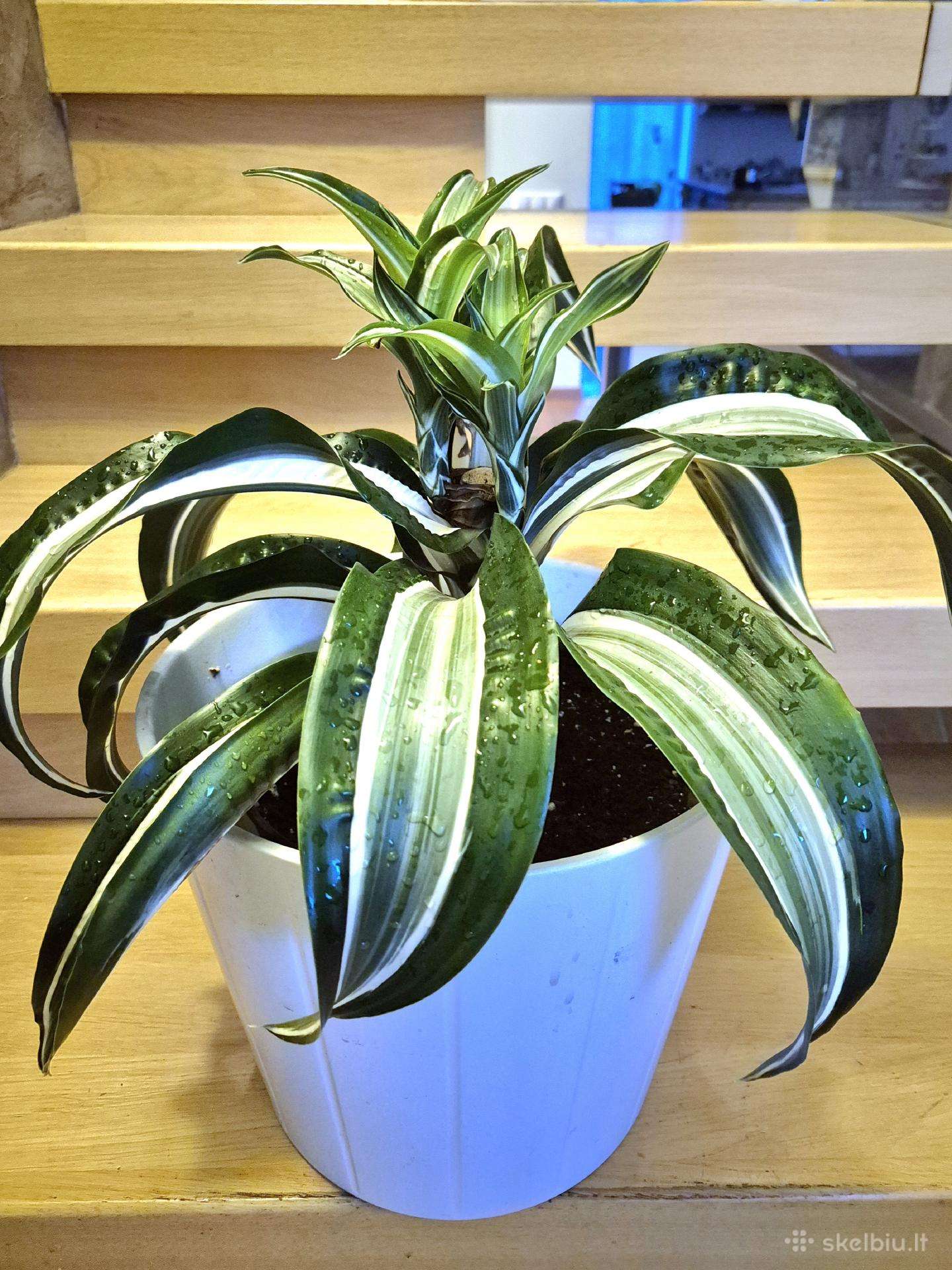 Kambarine gele "dracena".