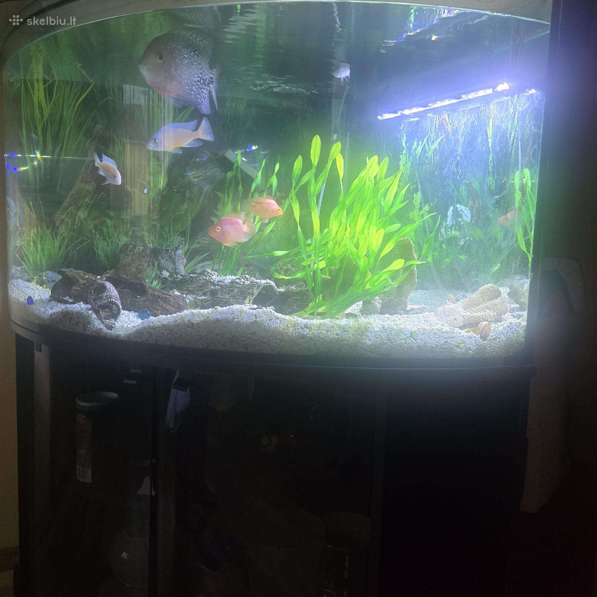 Akvariumas(lenktas,kampinis)+visa įranga ir žuvys