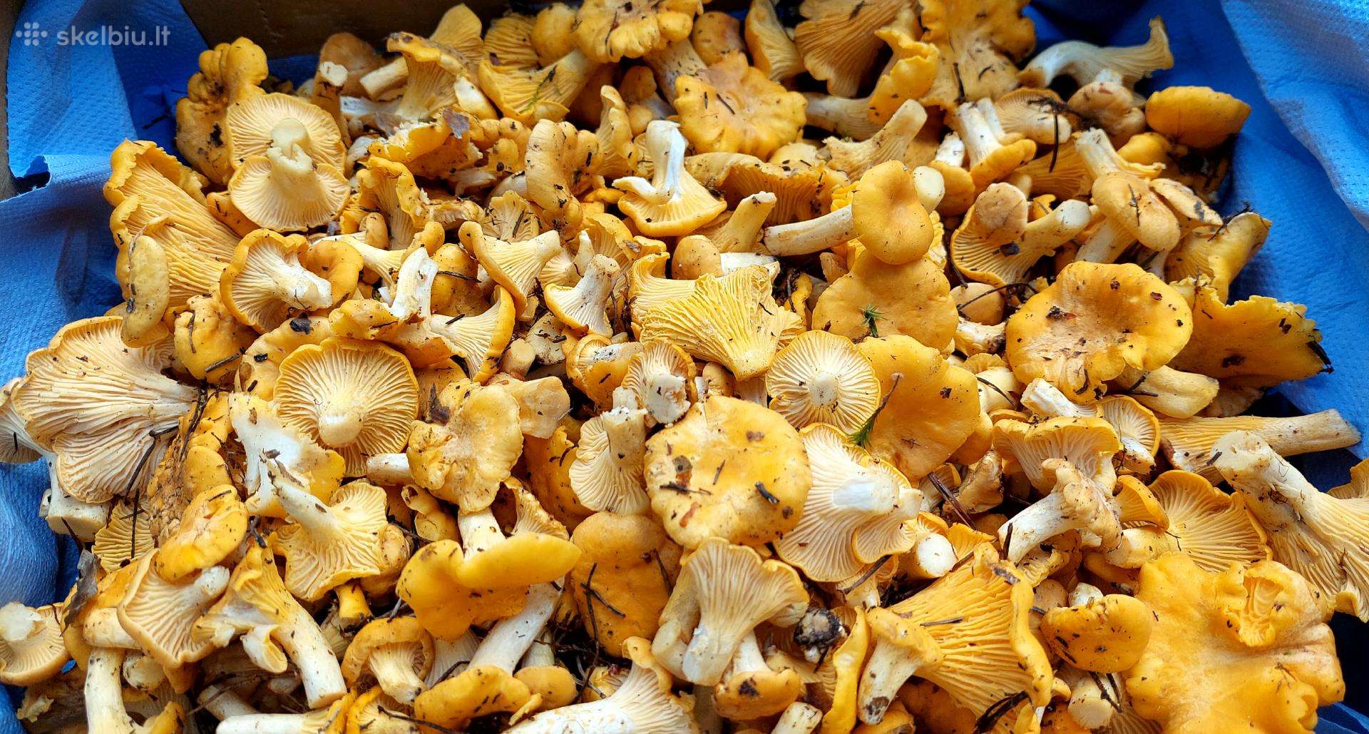 Parduodame voveraites