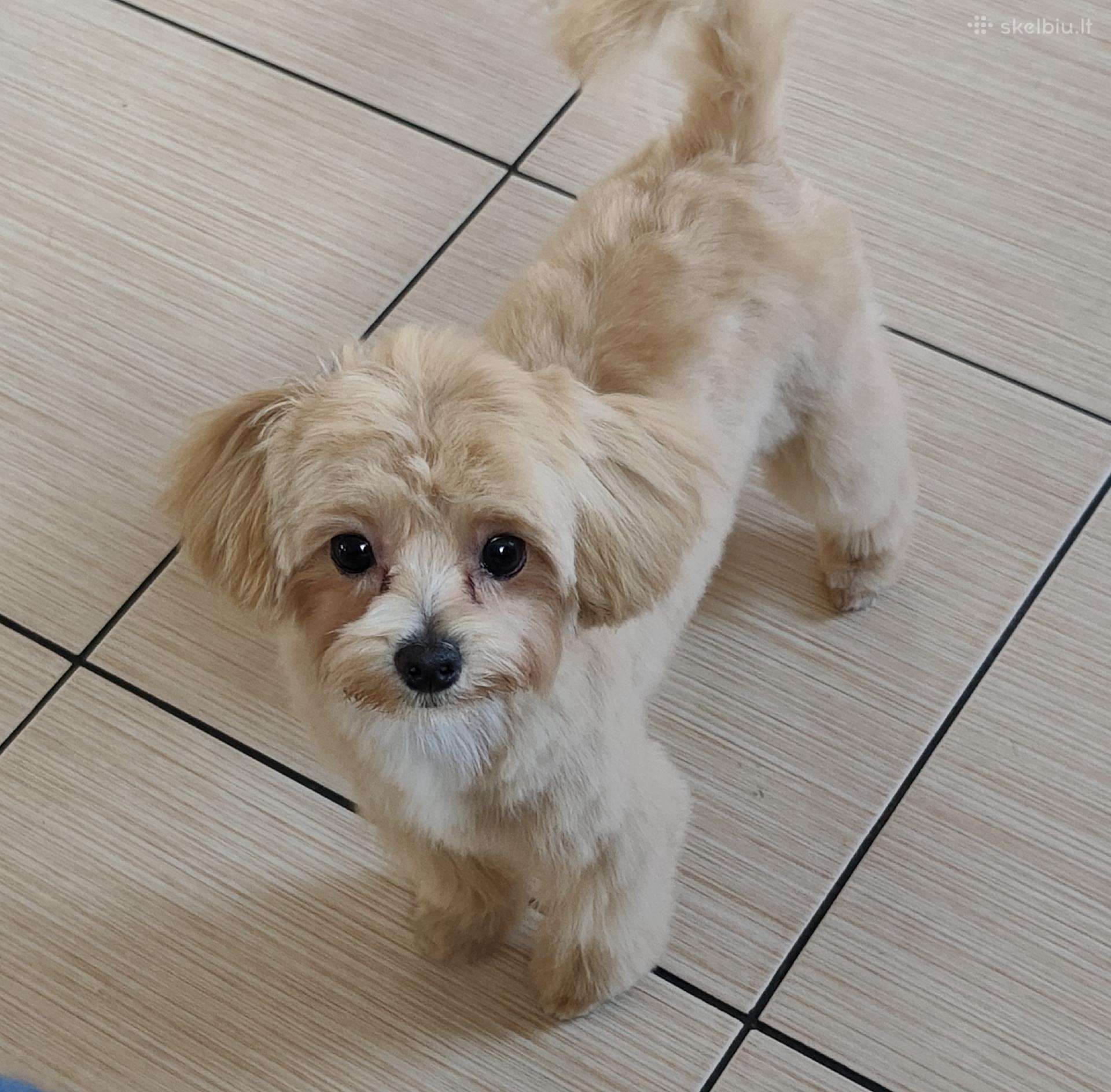Mini maltipoo
