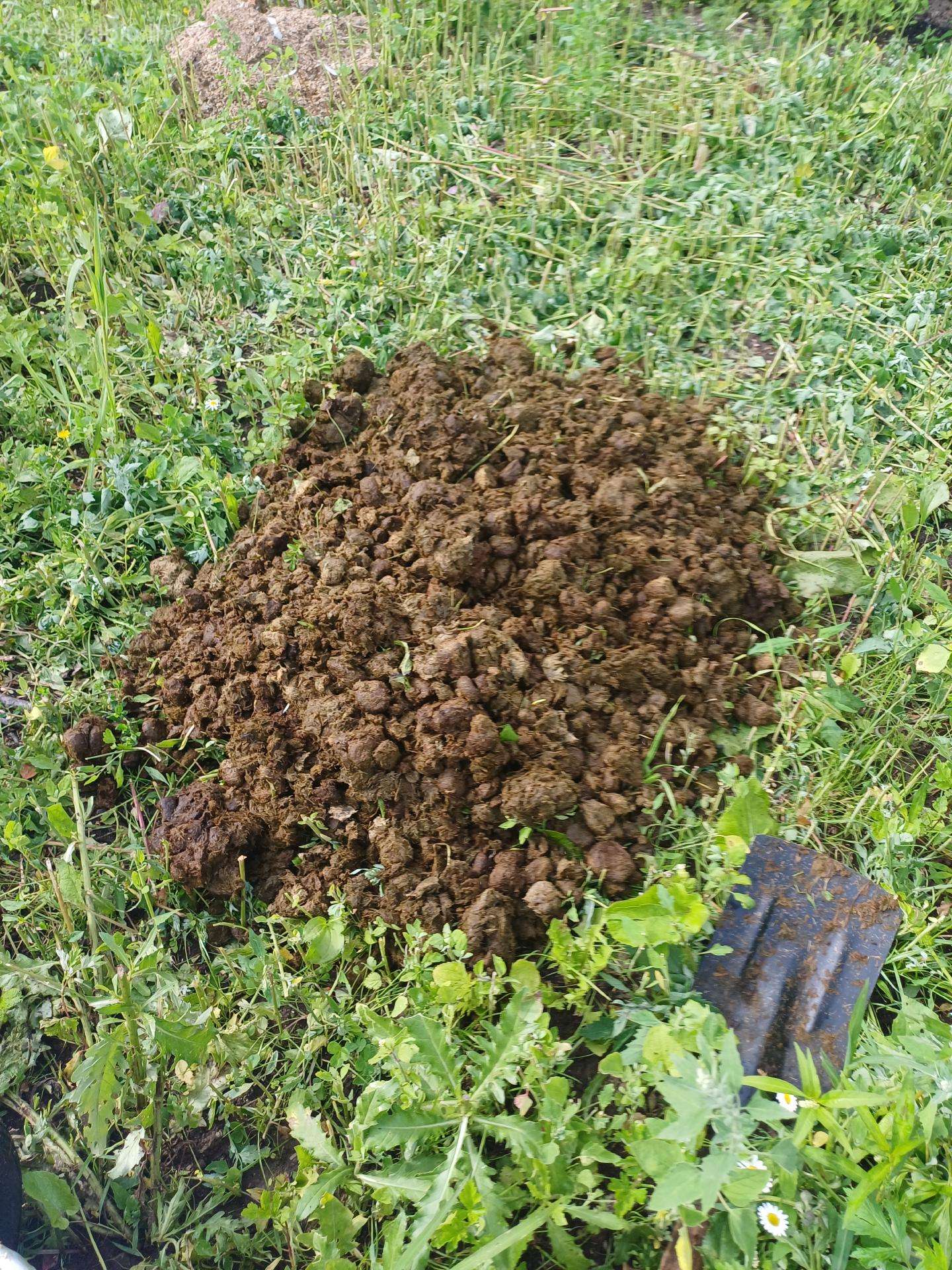 Arkliu mėslas